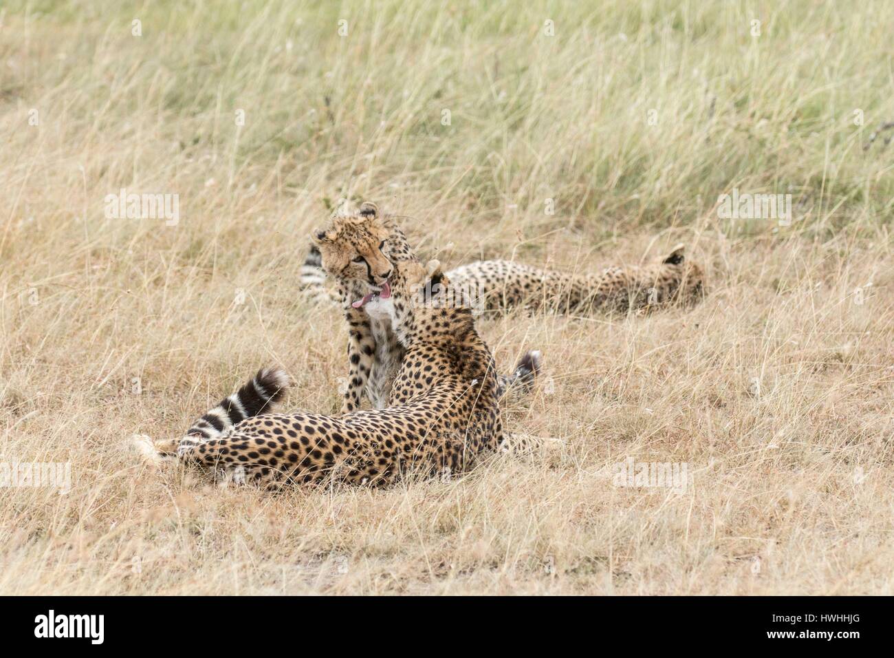 Kenya, Masai-Mara Game Reserve, ghepardo (Acinonyx jubatus), femminile e i giovani stessi di pulizia Foto Stock