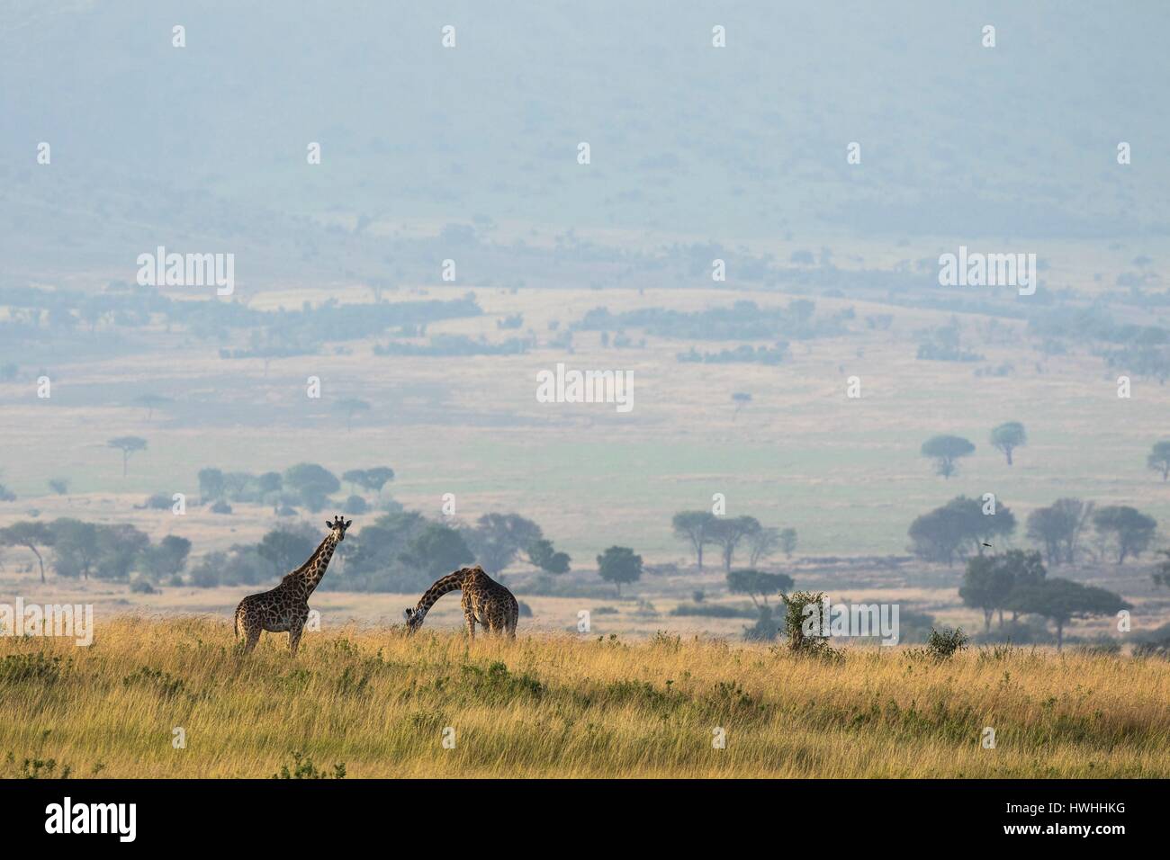 Kenya, Masai-Mara Game Reserve, Girafe masai (Giraffa camelopardalis), in stagione secca Foto Stock