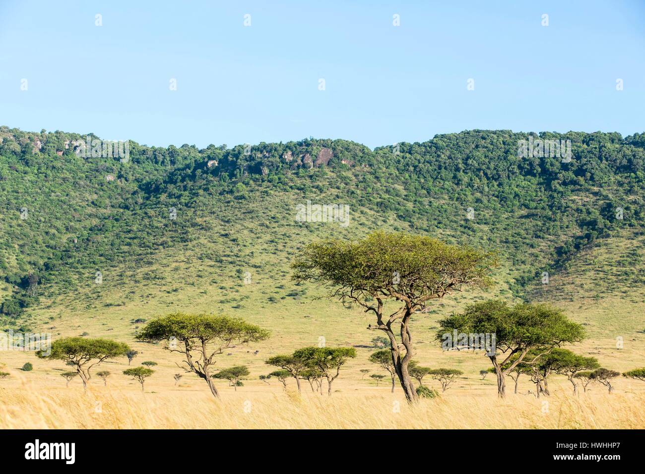 Kenya, Masai-Mara Game Reserve, Savannah in stagione secca Foto Stock