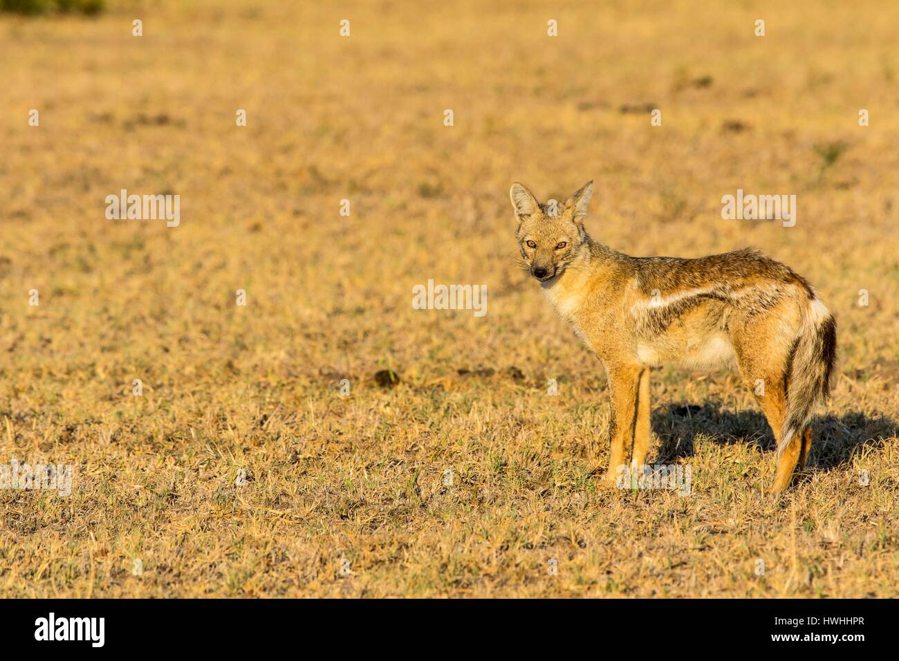 Sud Africa, Sabi Sands Game Reserve, nero-backed jackal (Canis mesomelas) Foto Stock