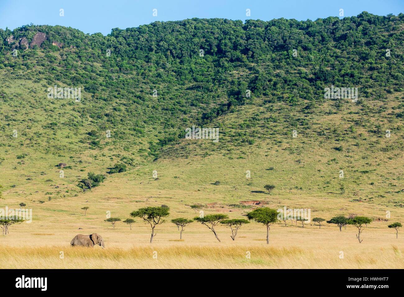 Kenya, Masai-Mara Game Reserve, Elefante africano (Loxodonta africana), in stagione secca Foto Stock