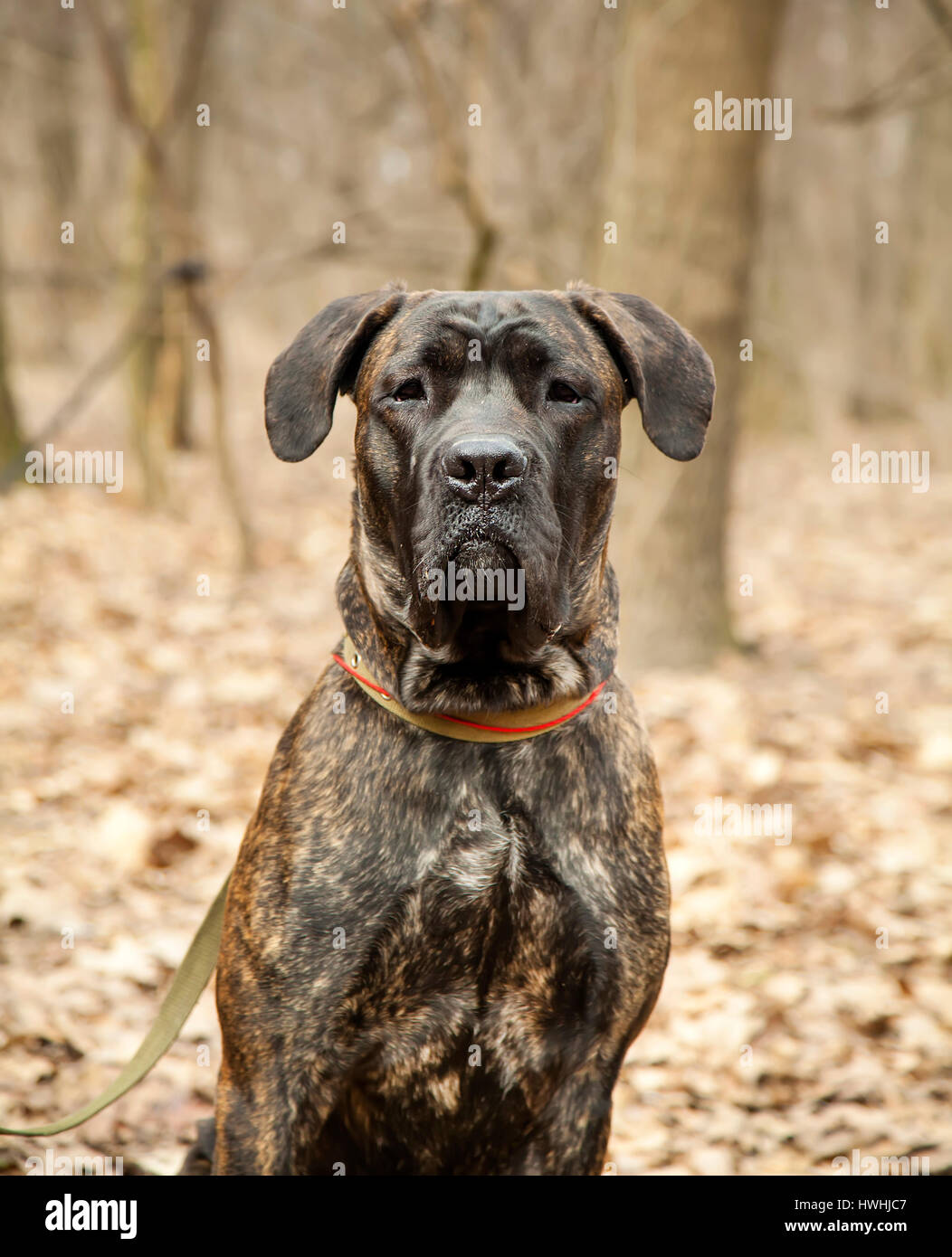 Cane Corso cane ritratto da vicino nella foresta di autunno Foto Stock