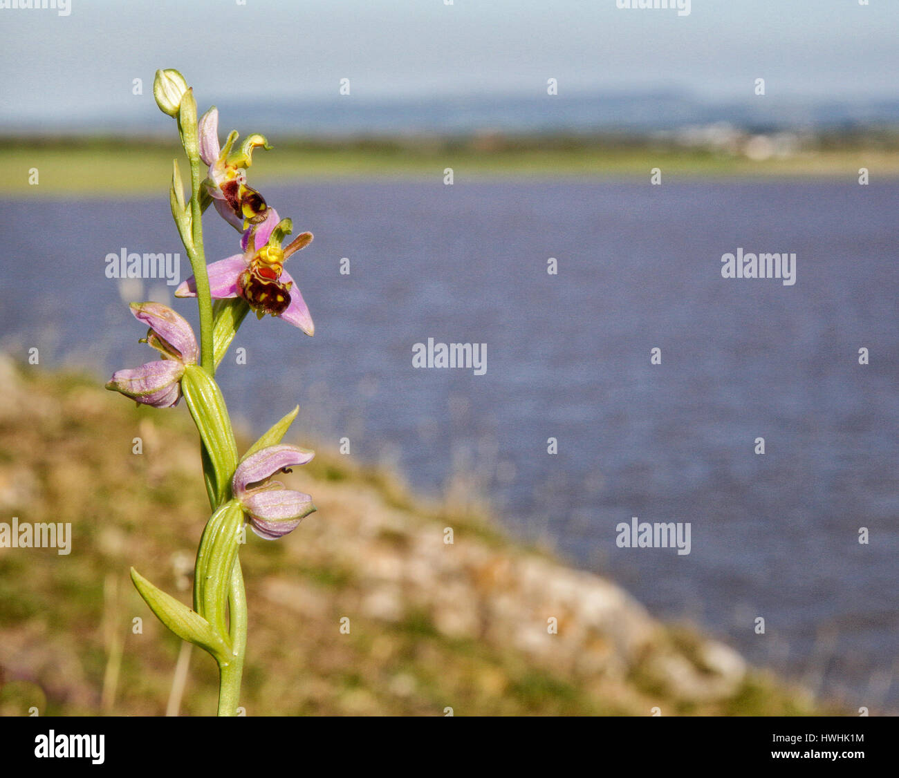 Bee orchid Ophrys apifera al punto di sabbia sulla costa del nord Somerset REGNO UNITO Foto Stock