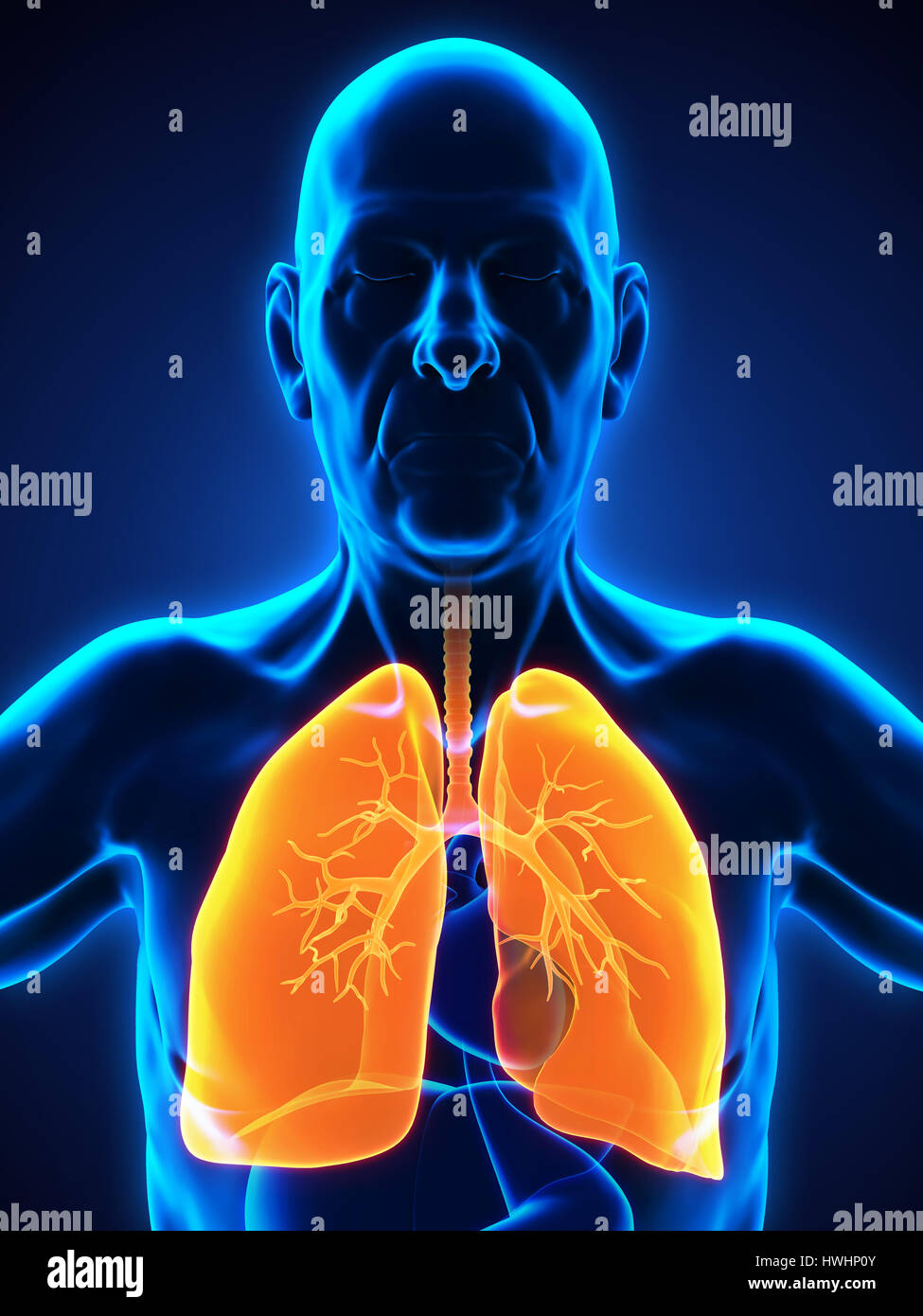 Anziani di sesso maschile Sistema respiratorio Foto Stock