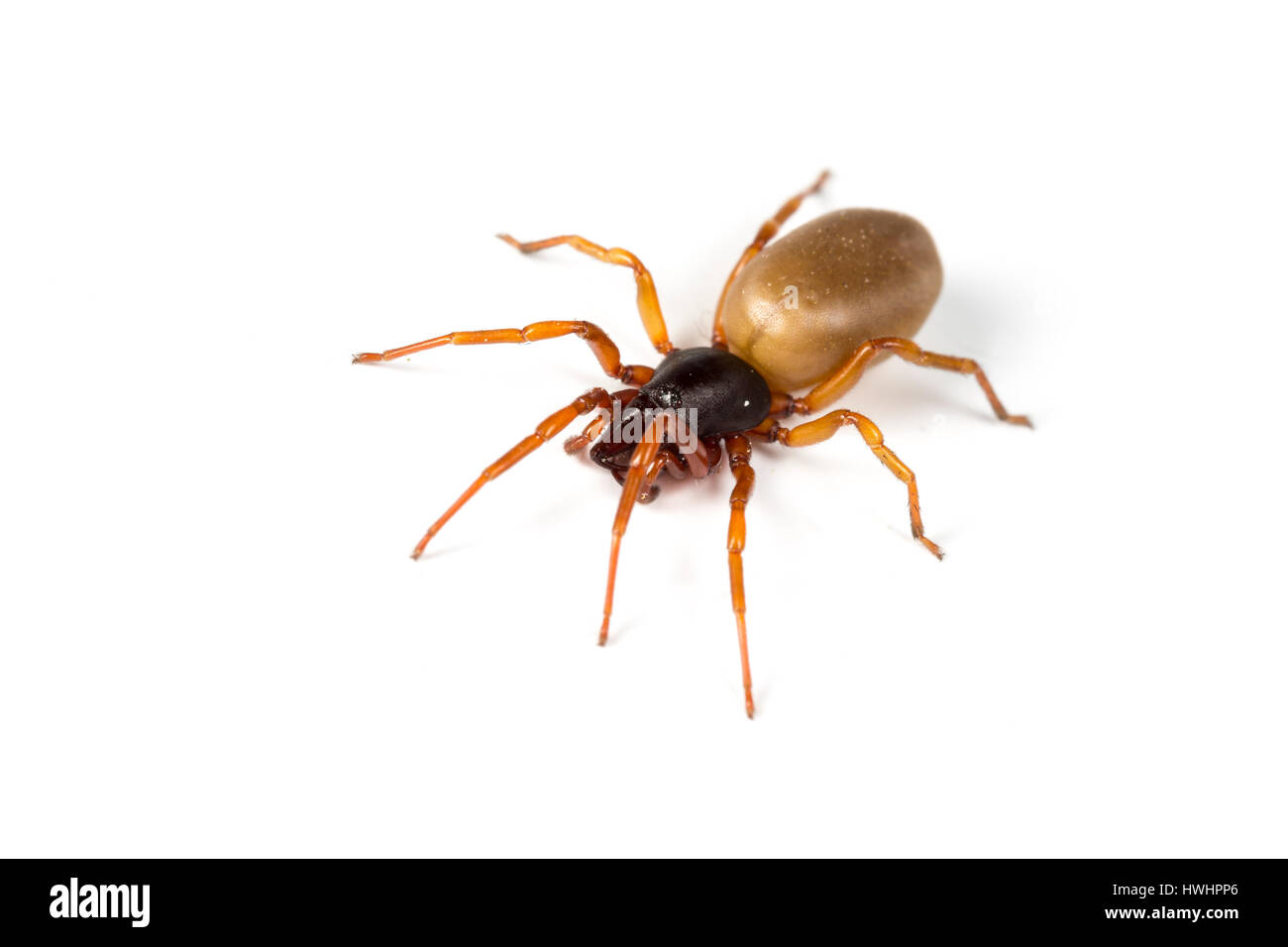Il ragno woodlouse, Dysdera crocata, da Algarve, Portogallo, anche trovato nel Regno Unito Foto Stock