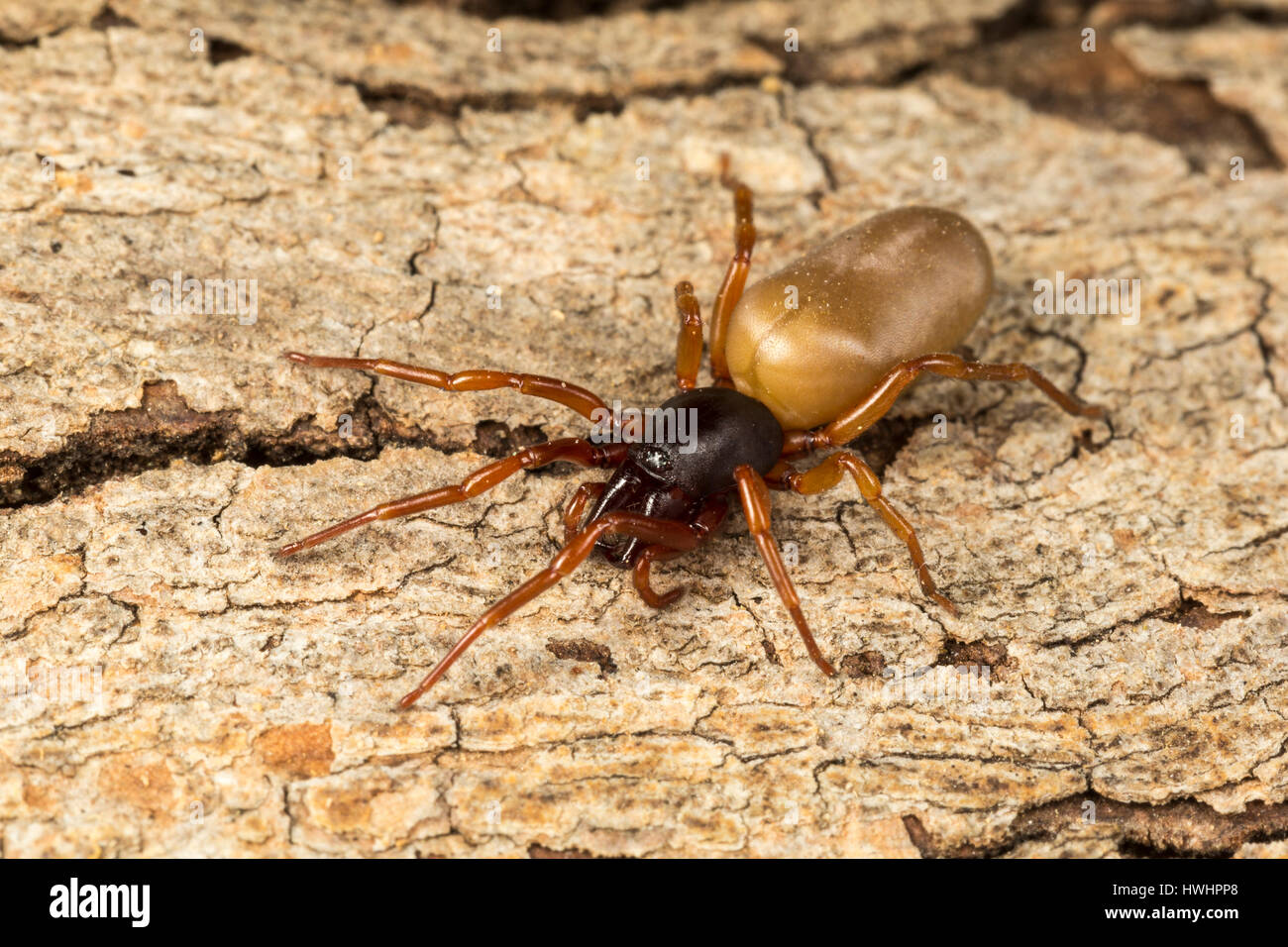 Il ragno woodlouse, Dysdera crocata, da Algarve, Portogallo, anche trovato nel Regno Unito Foto Stock