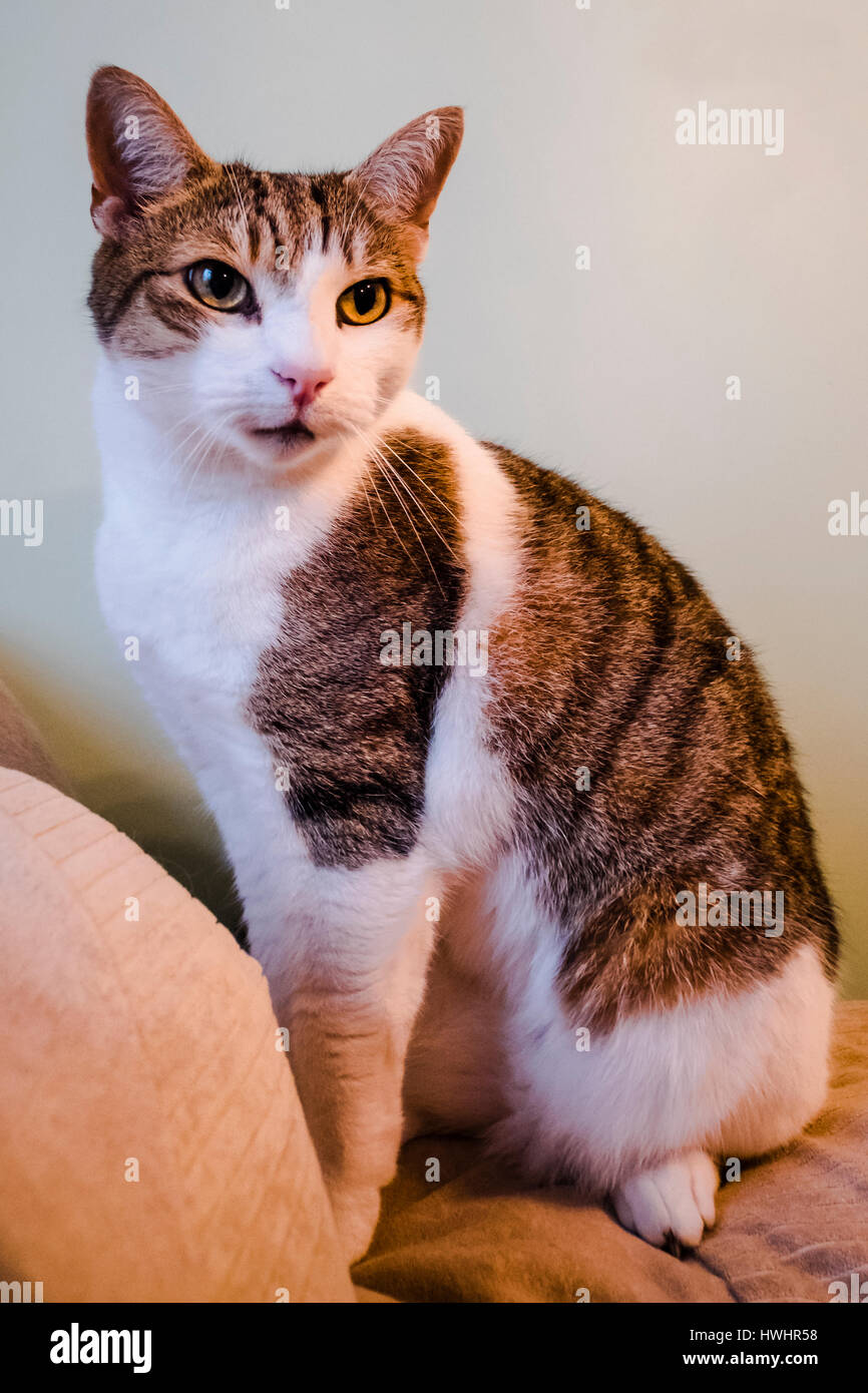 Il Pet DomesticTabby cat seduto su un divano Foto Stock