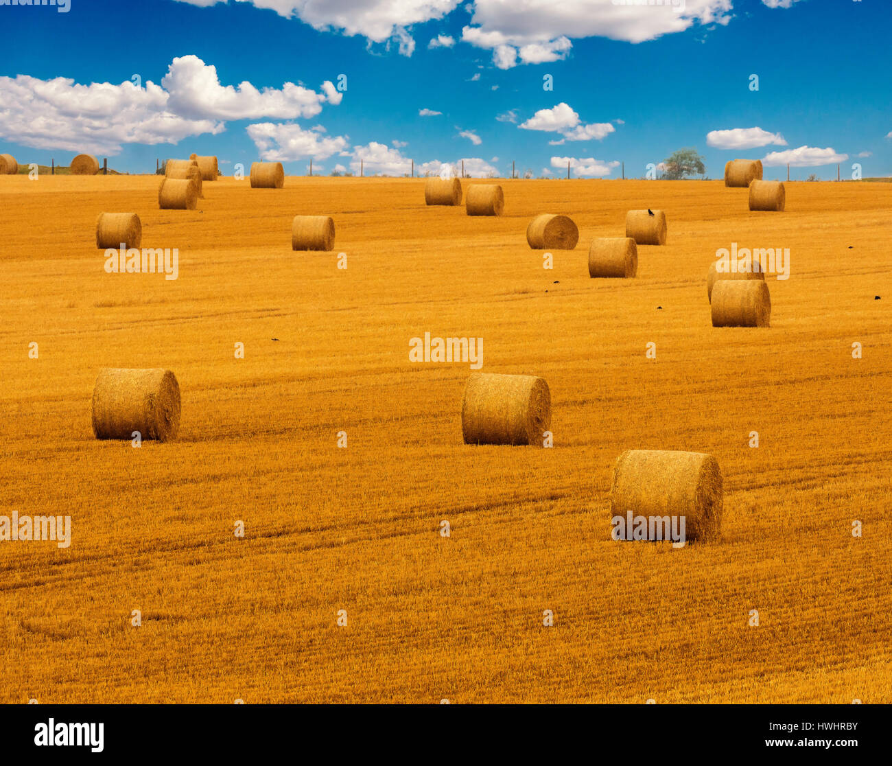 Paglierino dorato campo con balle di fieno e di un bel blu cielo nuvoloso. Harvest prato in colore giallo dorato. Foto Stock