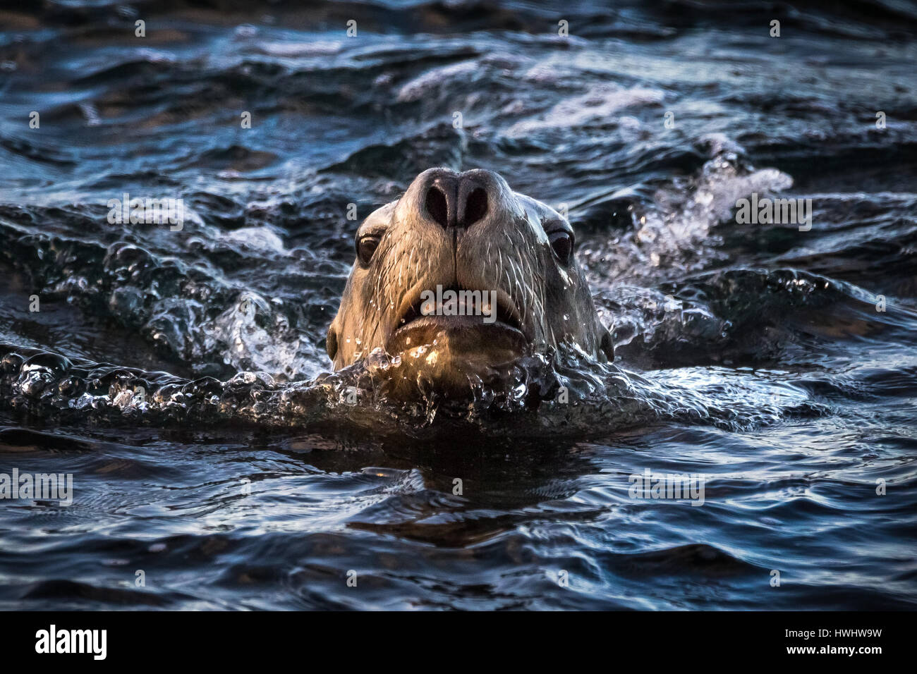 Australian Sea-lion (Neophoca cinerea) Foto Stock