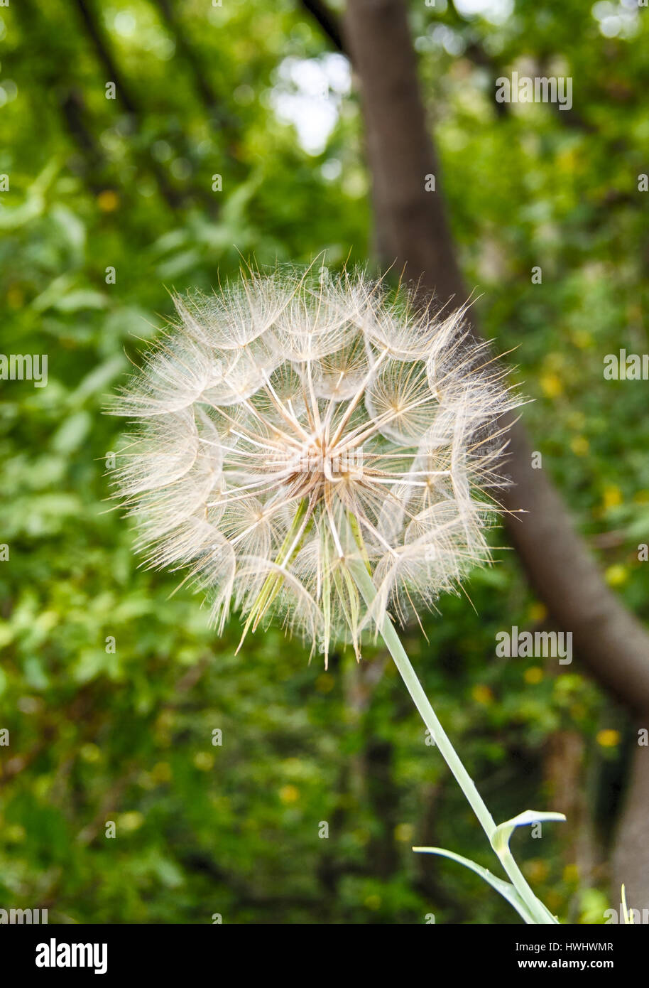 Grande fiore blowball closeup Foto Stock