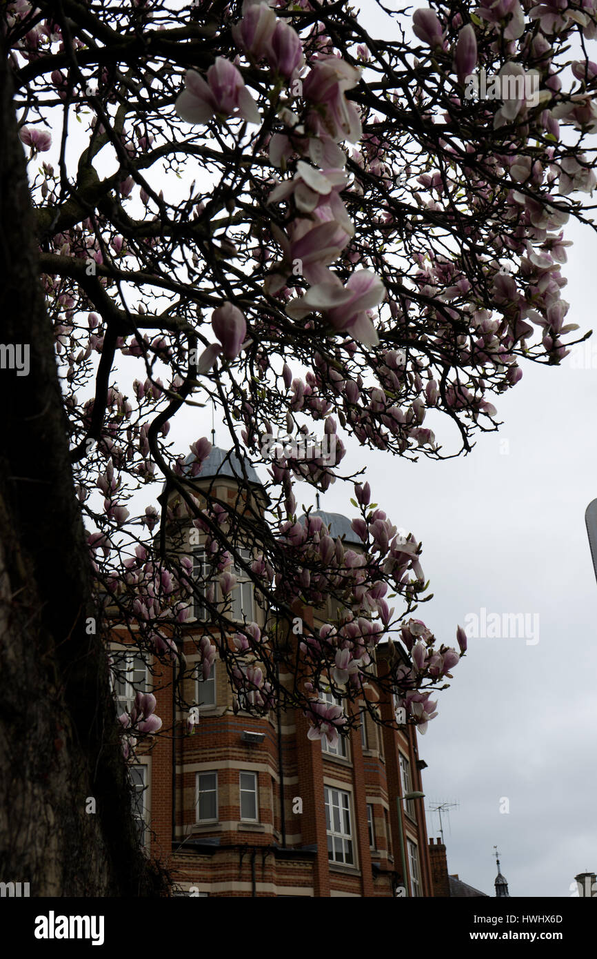Magnifico albero di Magnolia Foto Stock