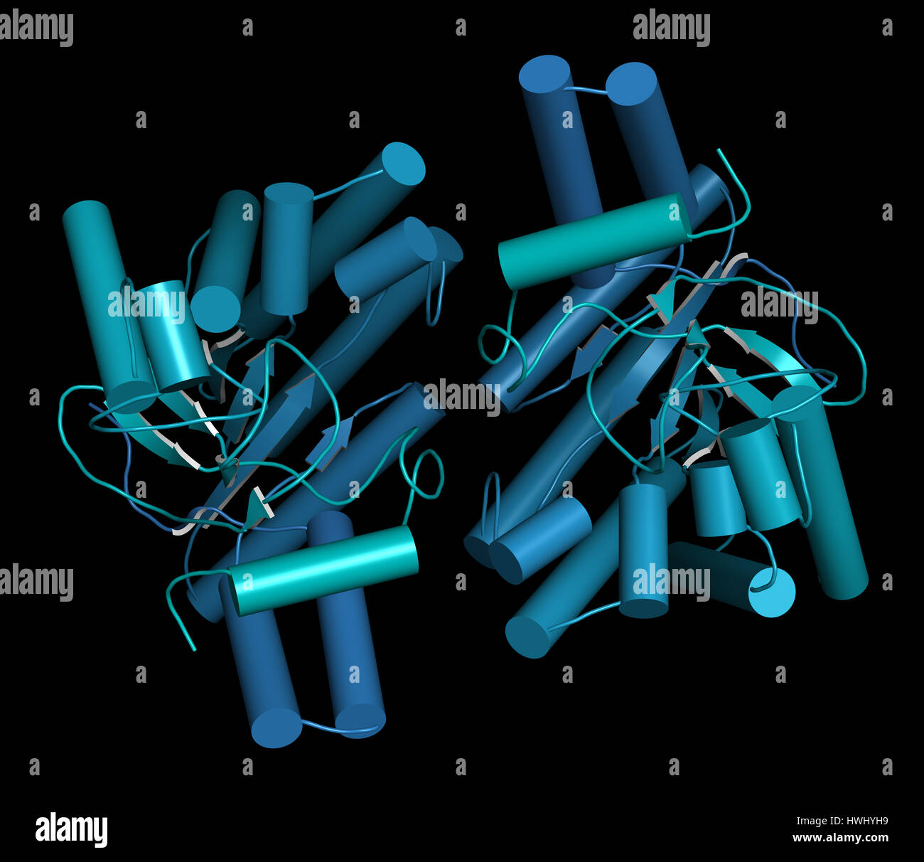 La cellulasi (endoglucanasi cel6B da Humicola insolens) cellulosa enzima di breakdown. Gli enzimi di cellulasi sono utilizzati nei detersivi per bucato. Cartoon rappresentano Foto Stock
