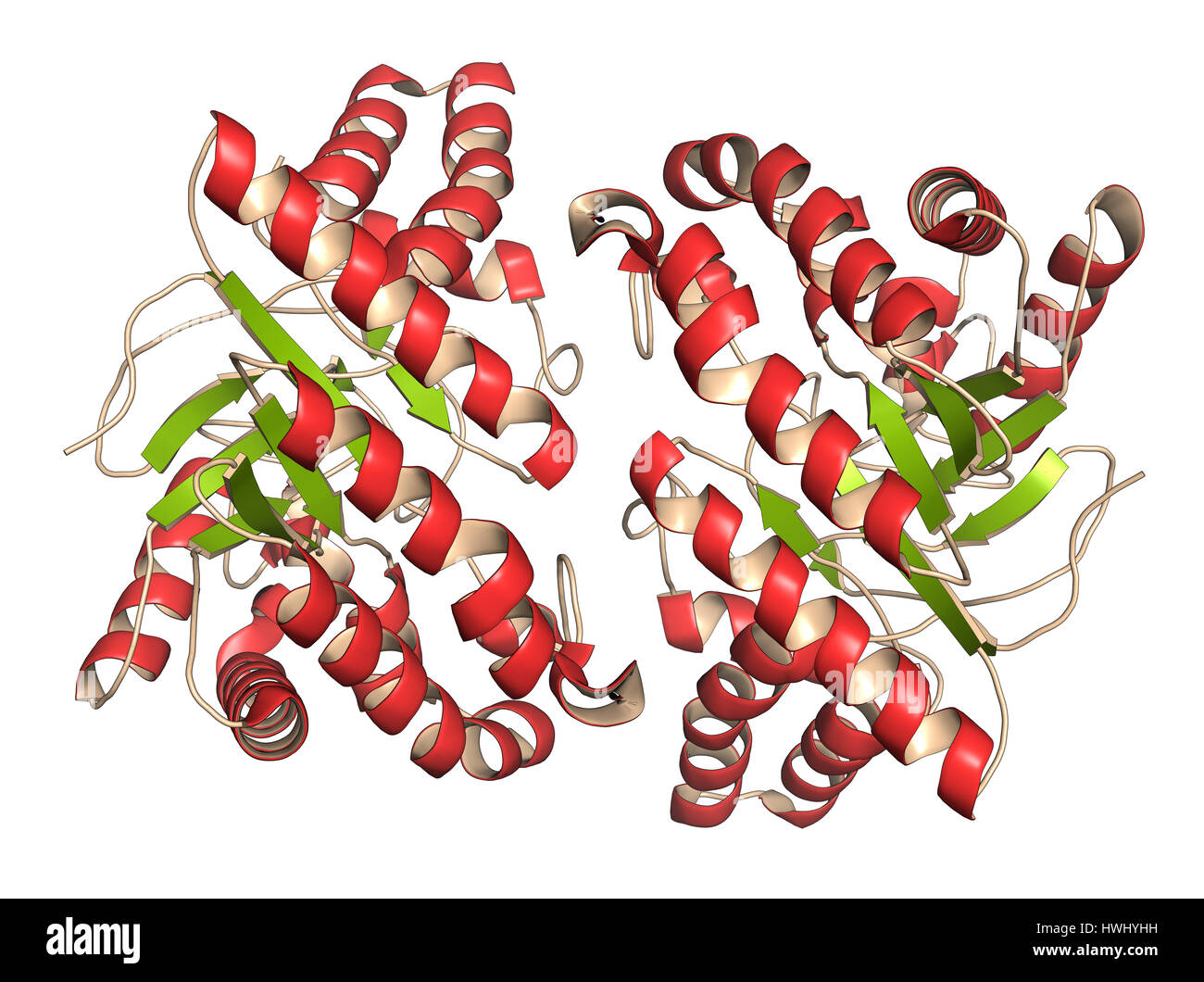 La cellulasi (endoglucanasi cel6B da Humicola insolens) cellulosa enzima di breakdown. Gli enzimi di cellulasi sono utilizzati nei detersivi per bucato. Cartoon rappresentano Foto Stock