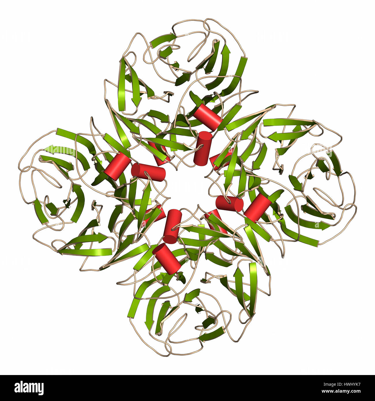 Enzima neuraminidasi. Struttura di H5N1 dell'influenza aviaria neuroamminidasi. Rappresentazione del fumetto con struttura secondaria colorazione (fogli verde, rosso hel Foto Stock
