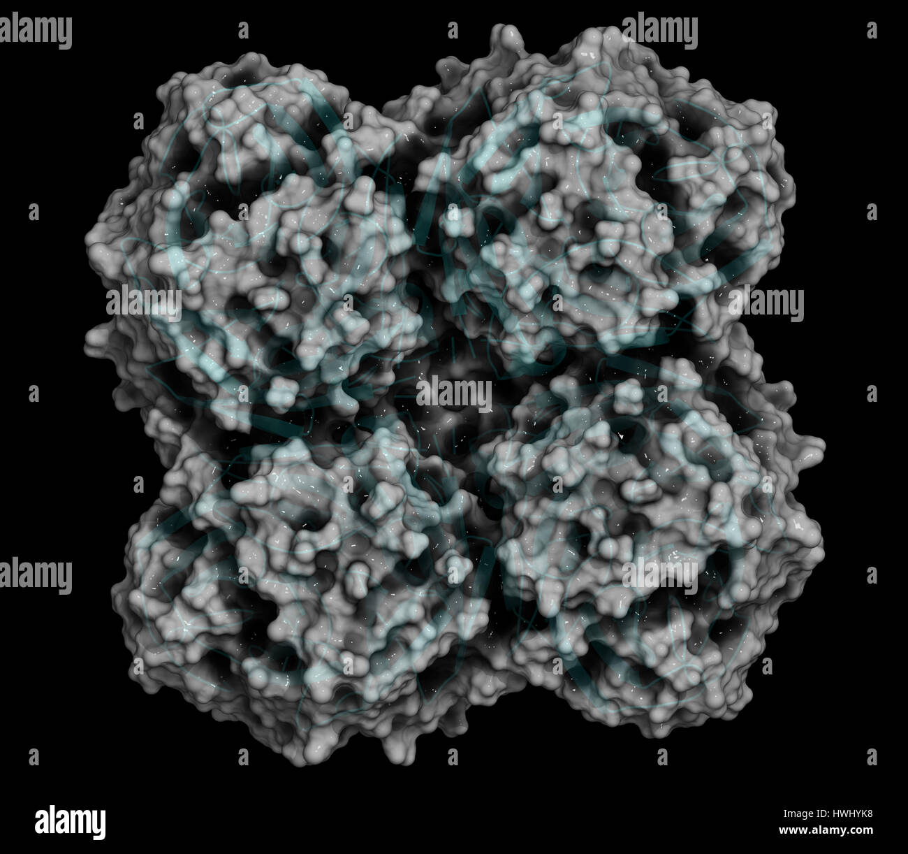 Enzima neuraminidasi. Struttura di H5N1 dell'influenza aviaria neuroamminidasi. Cartoon rappresentazione combinata con semi-trasparente superficie molecolare. Foto Stock
