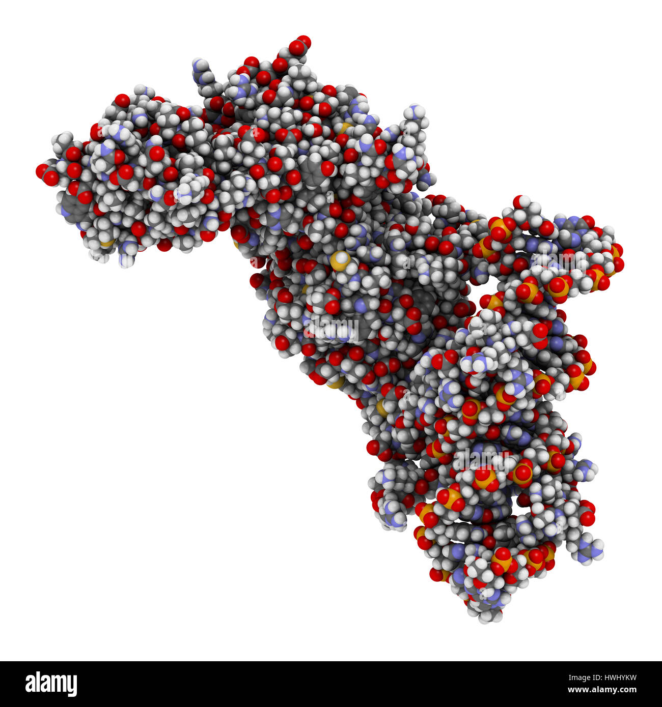 Ipossia fattore inducibile 1 (HIF-1) fattore di trascrizione, legato al DNA. Gli atomi sono rappresentati come sfere convenzionale con codifica a colori. Foto Stock