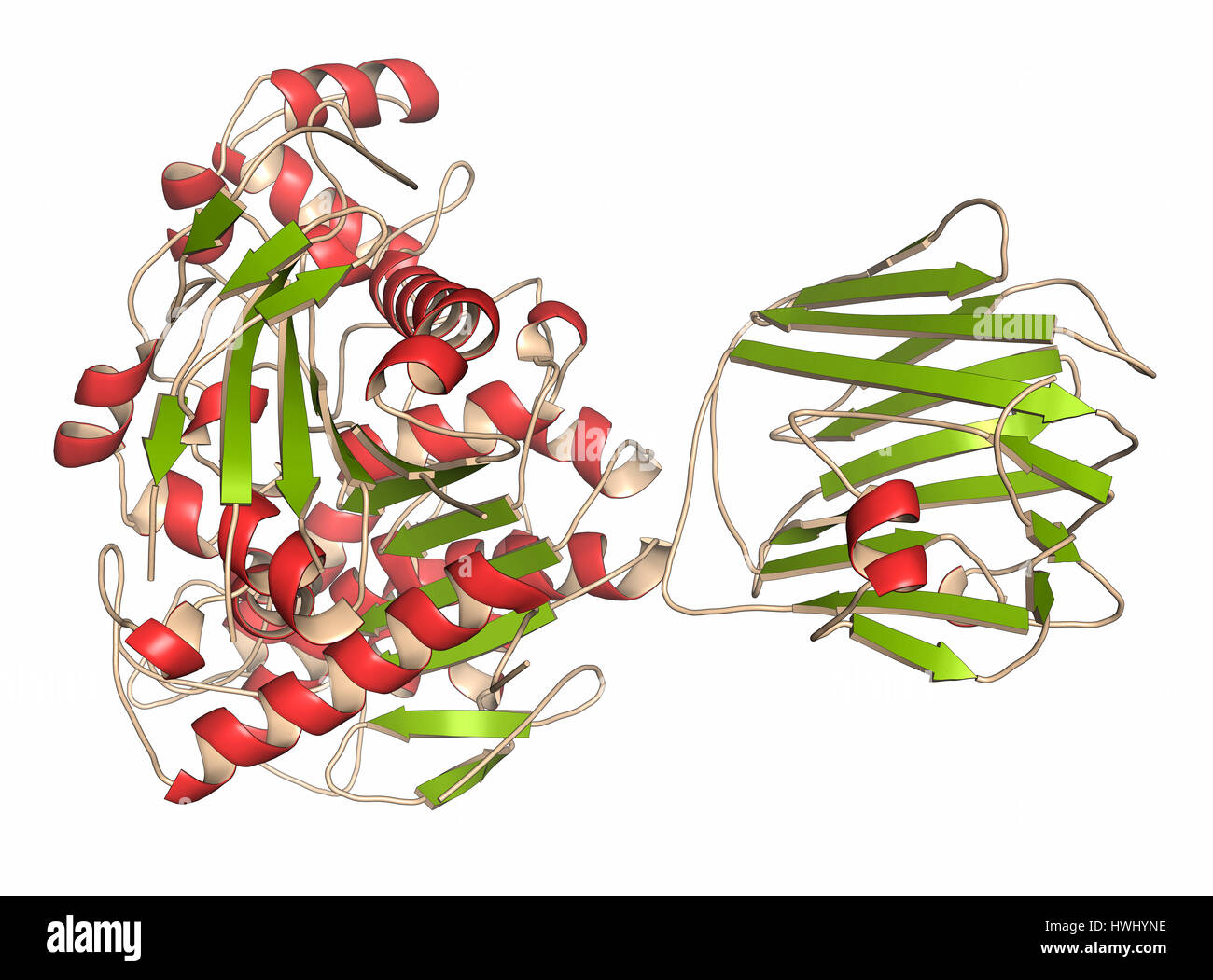 Neuroligin neurexin e proteine. Il complesso formato tra Neuroligin-4 e Neurexin-1-beta. Gioca un ruolo nella formazione di sinapsi tra i neuroni. Foto Stock