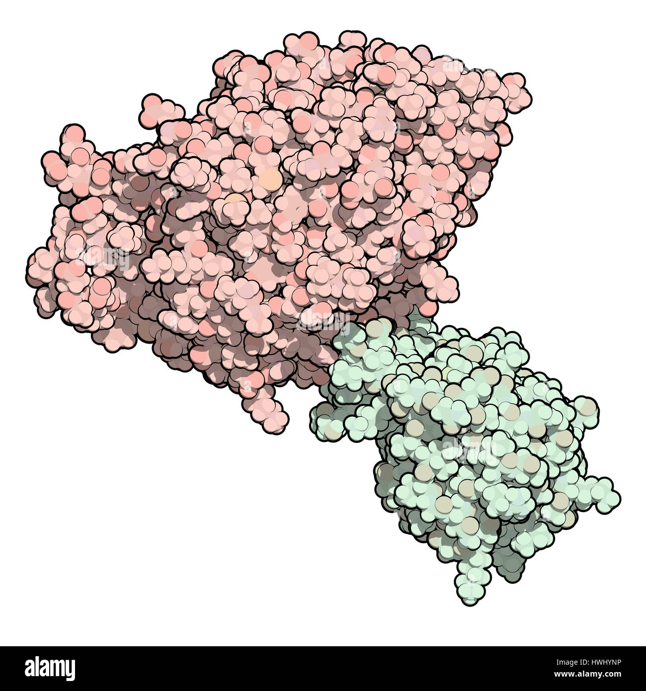 Neuroligin neurexin e proteine. Il complesso formato tra Neuroligin-4 e Neurexin-1-beta. Gioca un ruolo nella formazione di sinapsi tra i neuroni. Foto Stock