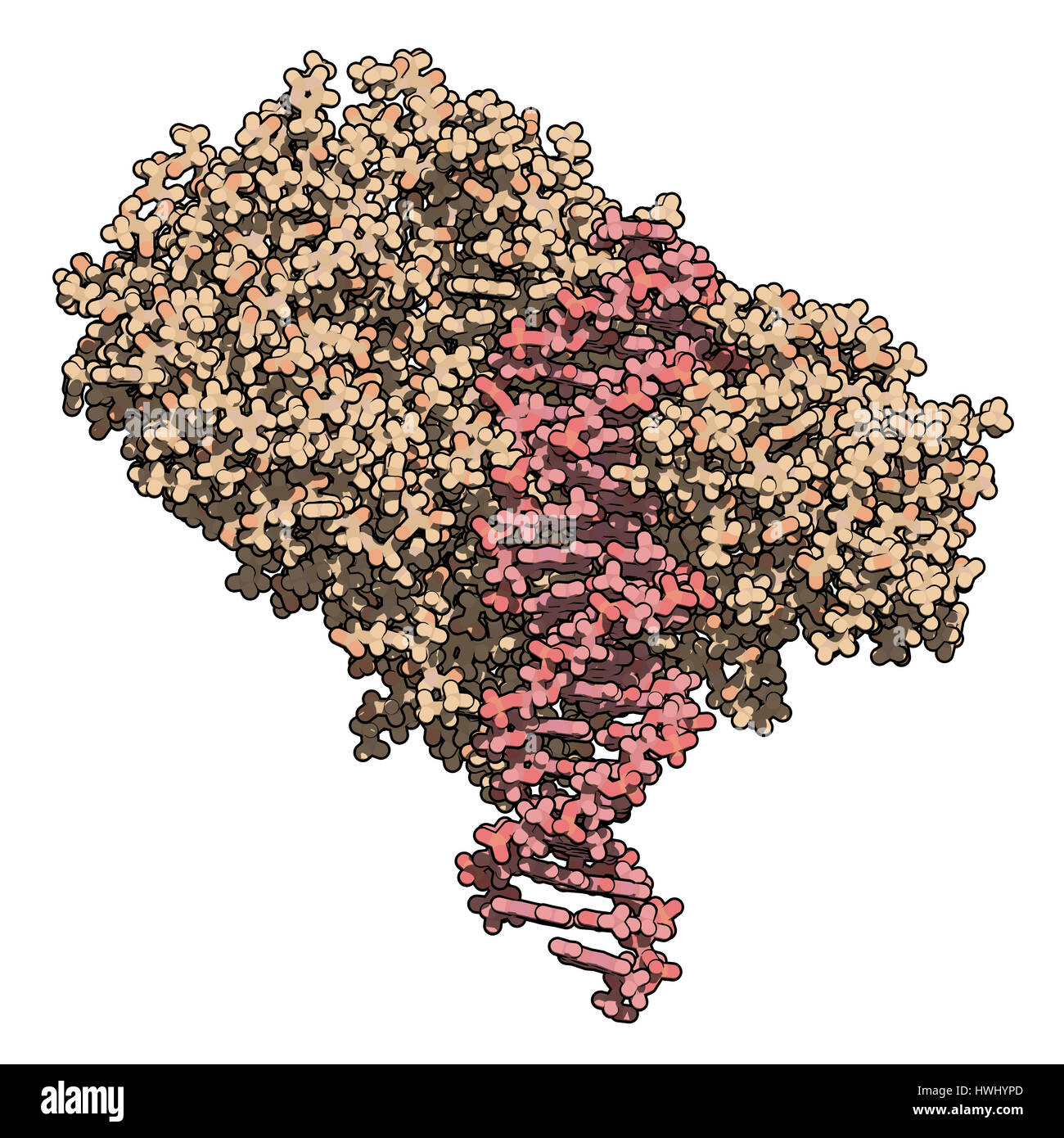 FokI di endonucleasi di restrizione enzima. In TALEN tecnologia questi sono combinati con attivatore di trascrizione-simili nucleasi effettore per abilitare il genoma edi Foto Stock