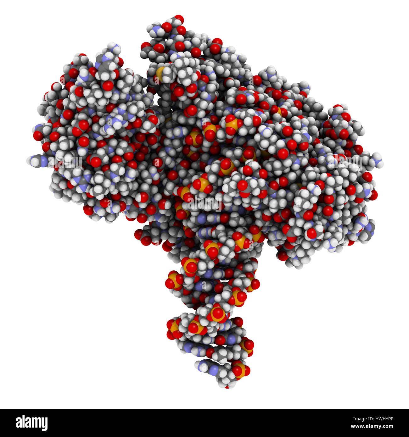 FokI di endonucleasi di restrizione enzima. In TALEN tecnologia questi sono combinati con attivatore di trascrizione-simili nucleasi effettore per abilitare il genoma edi Foto Stock