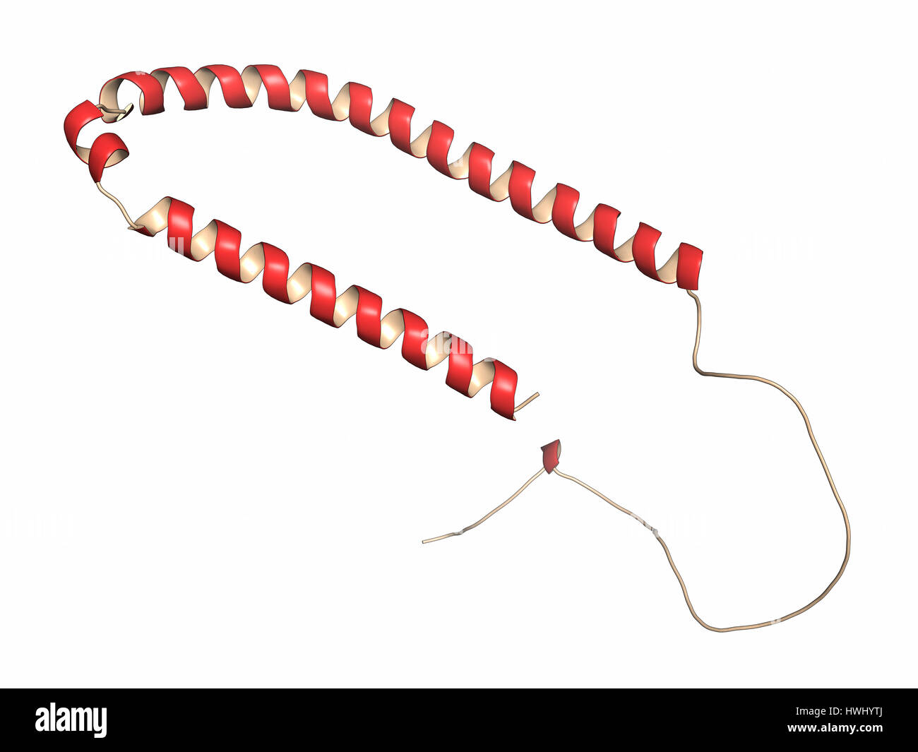 Alpha-synuclein proteina. Può svolgere il ruolo nel morbo di Parkinson e la malattia di Alzheimer. Cartoon di rappresentanza con la struttura secondaria di colorazione rosso (eliche). Foto Stock