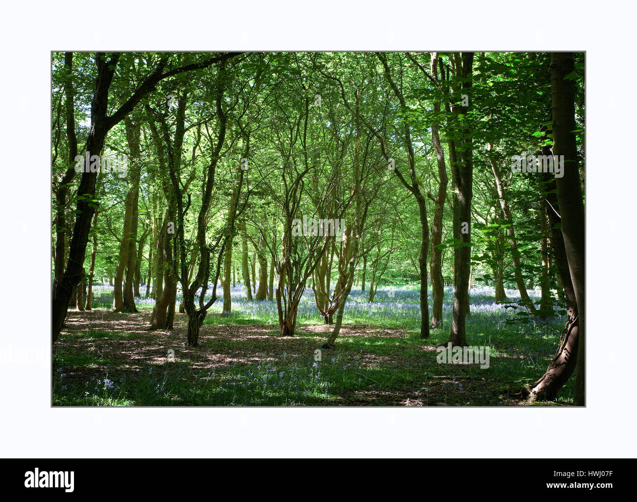 Bluebell boschi vicino a Marlow Regno Unito Foto Stock