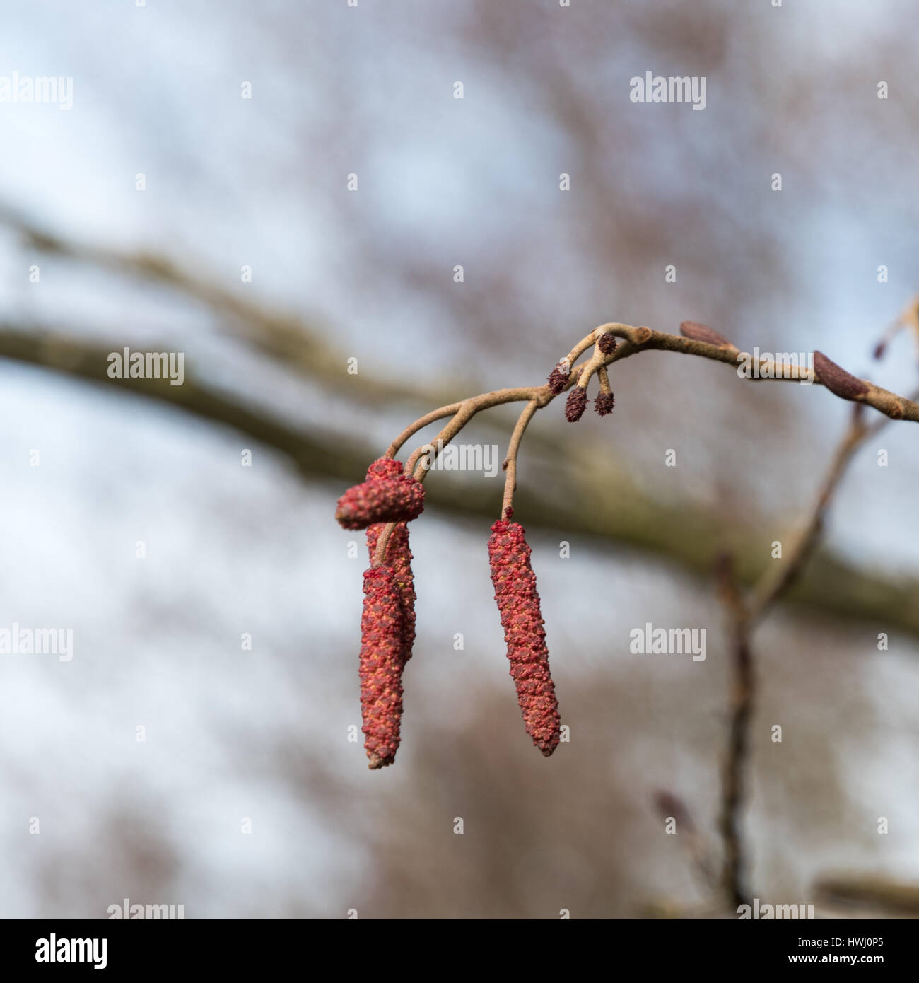 Albero di ontano ramoscello con amenti a uno sfondo sfocato Foto Stock