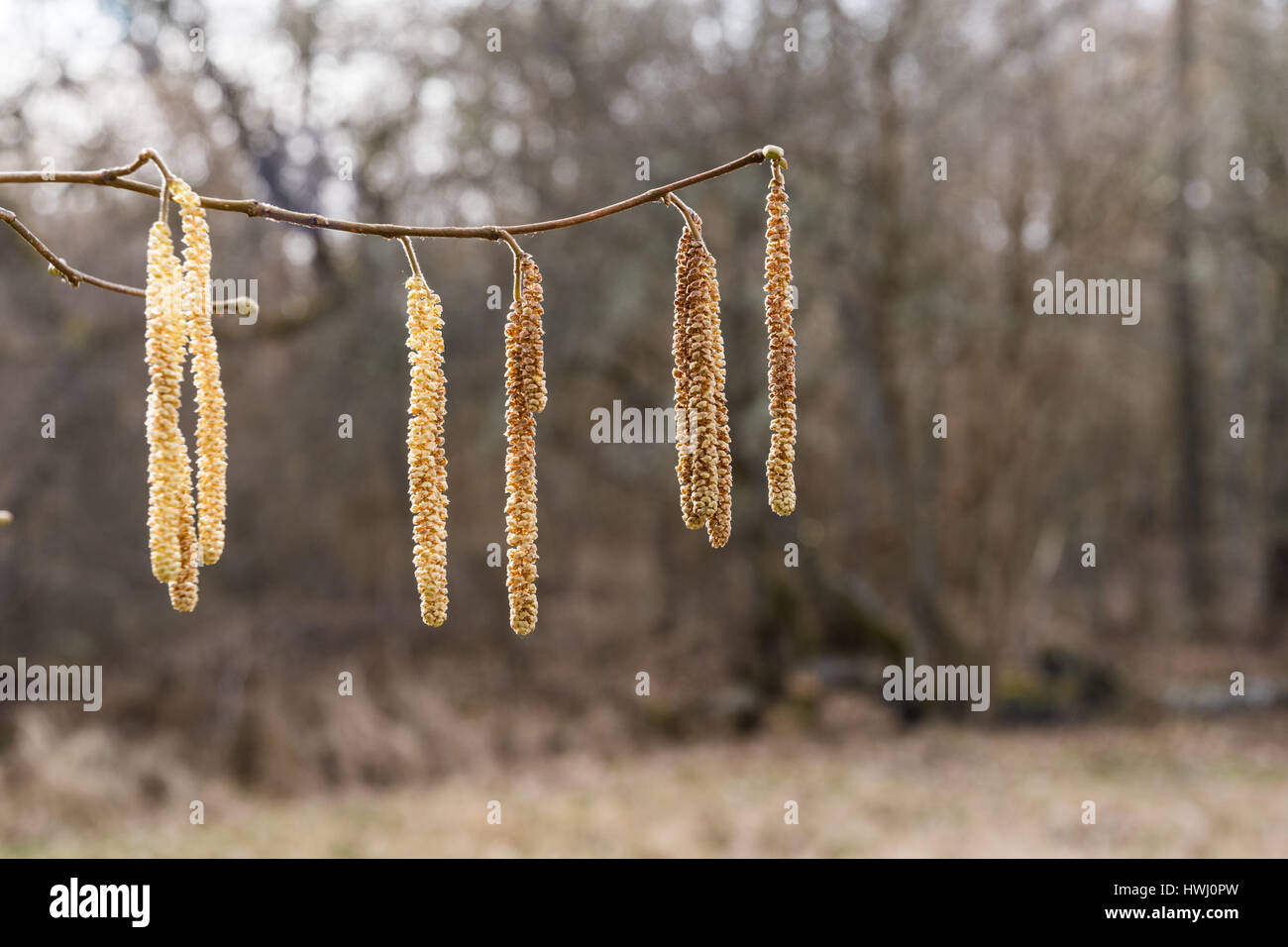 La primavera con closeup su appeso il nocciolo amenti Foto Stock