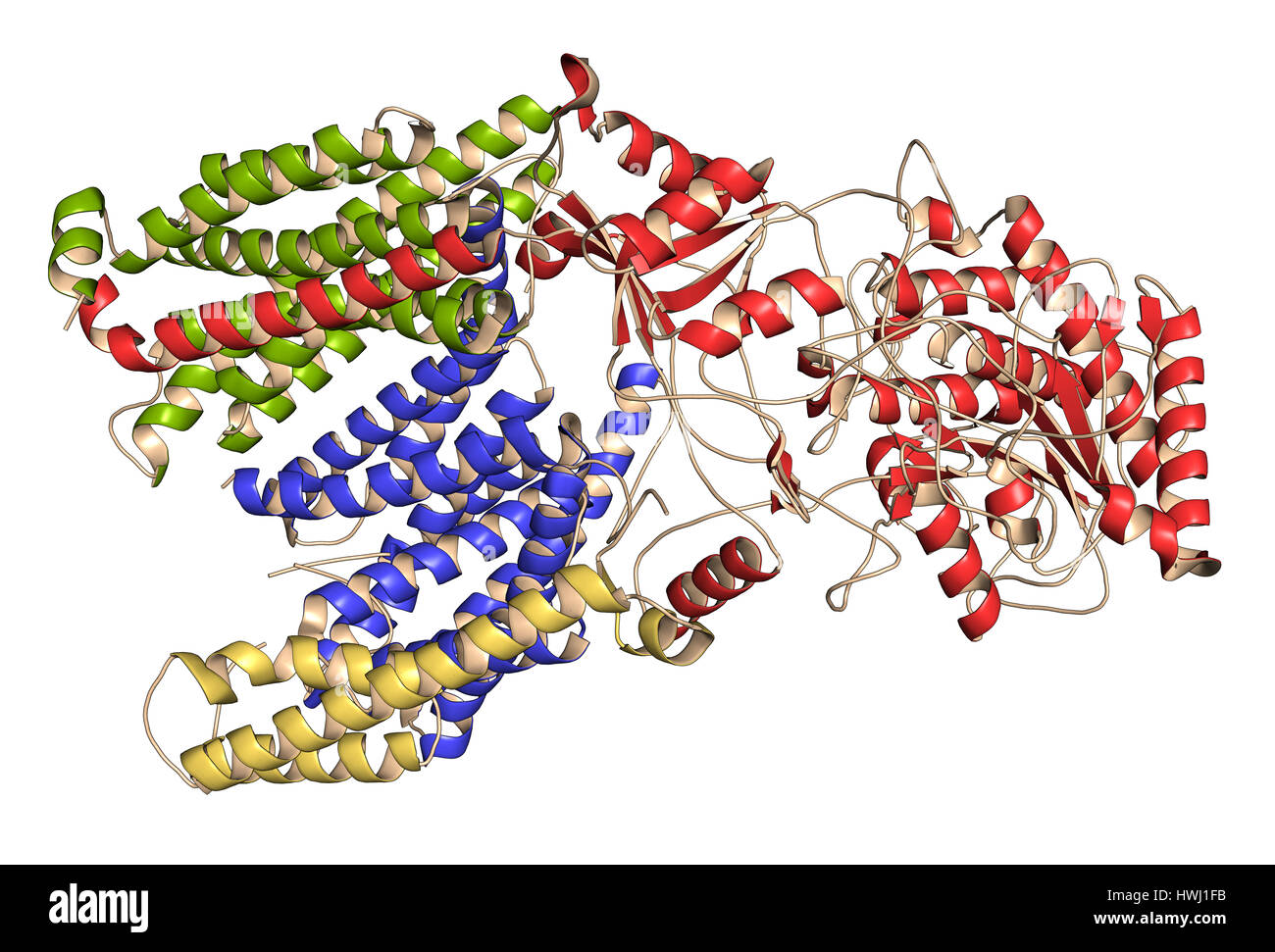 Gamma secretasi complesso proteico. Multi-intramembrane subunità di proteasi che svolge ruolo nella trasformazione delle proteine come proteina precursore amiloide e Foto Stock