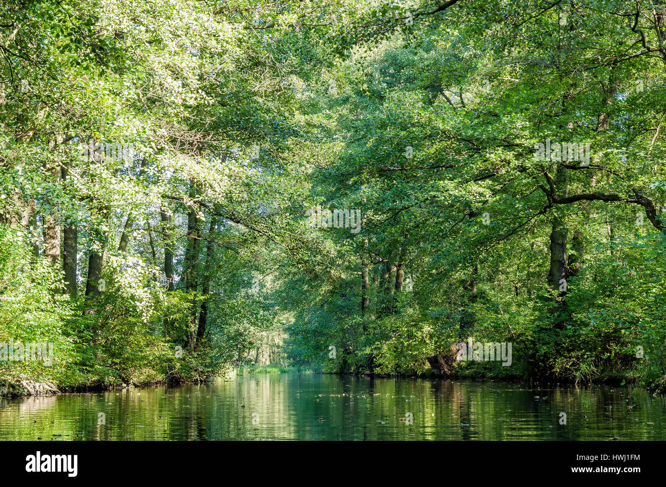 Spreewald, il paesaggio nei pressi di Berlino Foto Stock