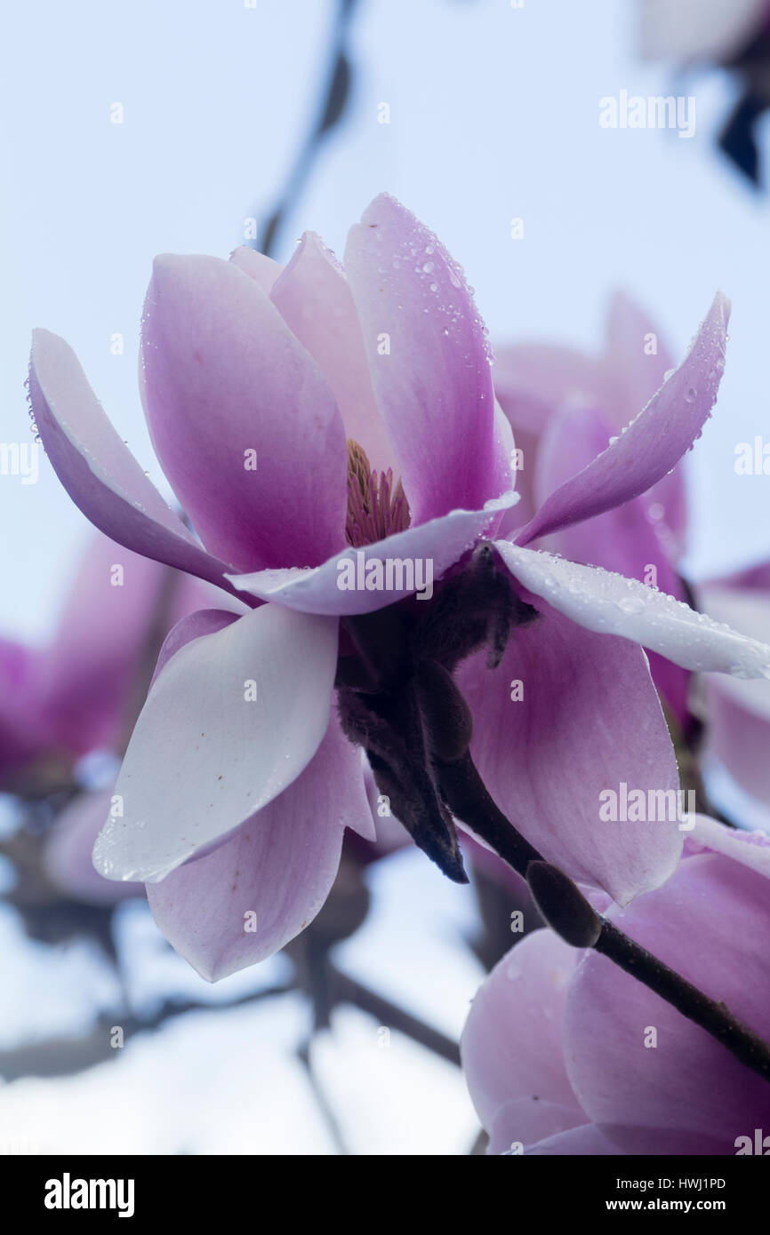 Grande,, rosa, i primi fiori di primavera della hybrid albero di magnolia,Magnolia "guerre stellari" Foto Stock