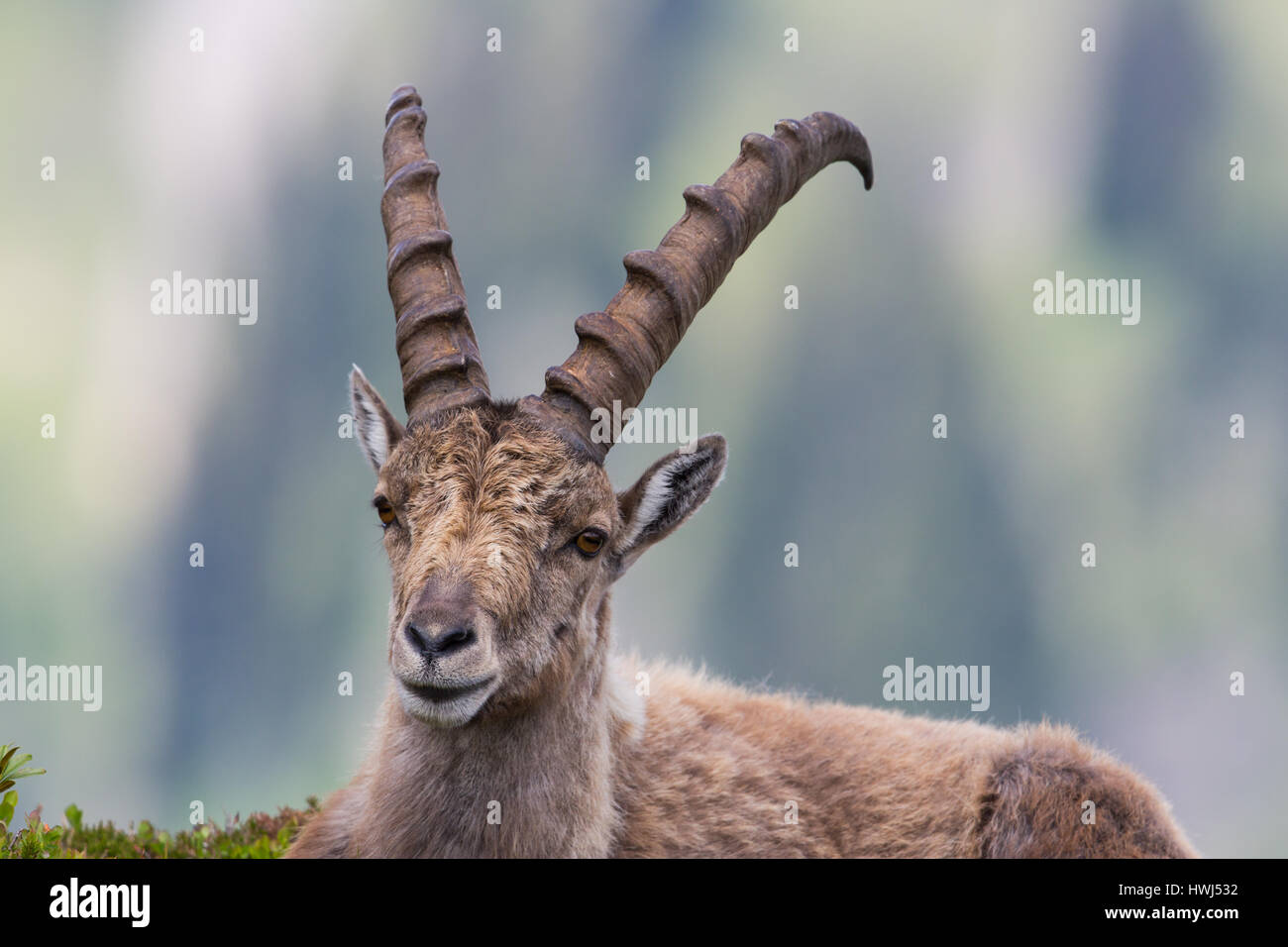 Ritratto del maschio naturale capricorno ibex giacente in Prato Foto Stock