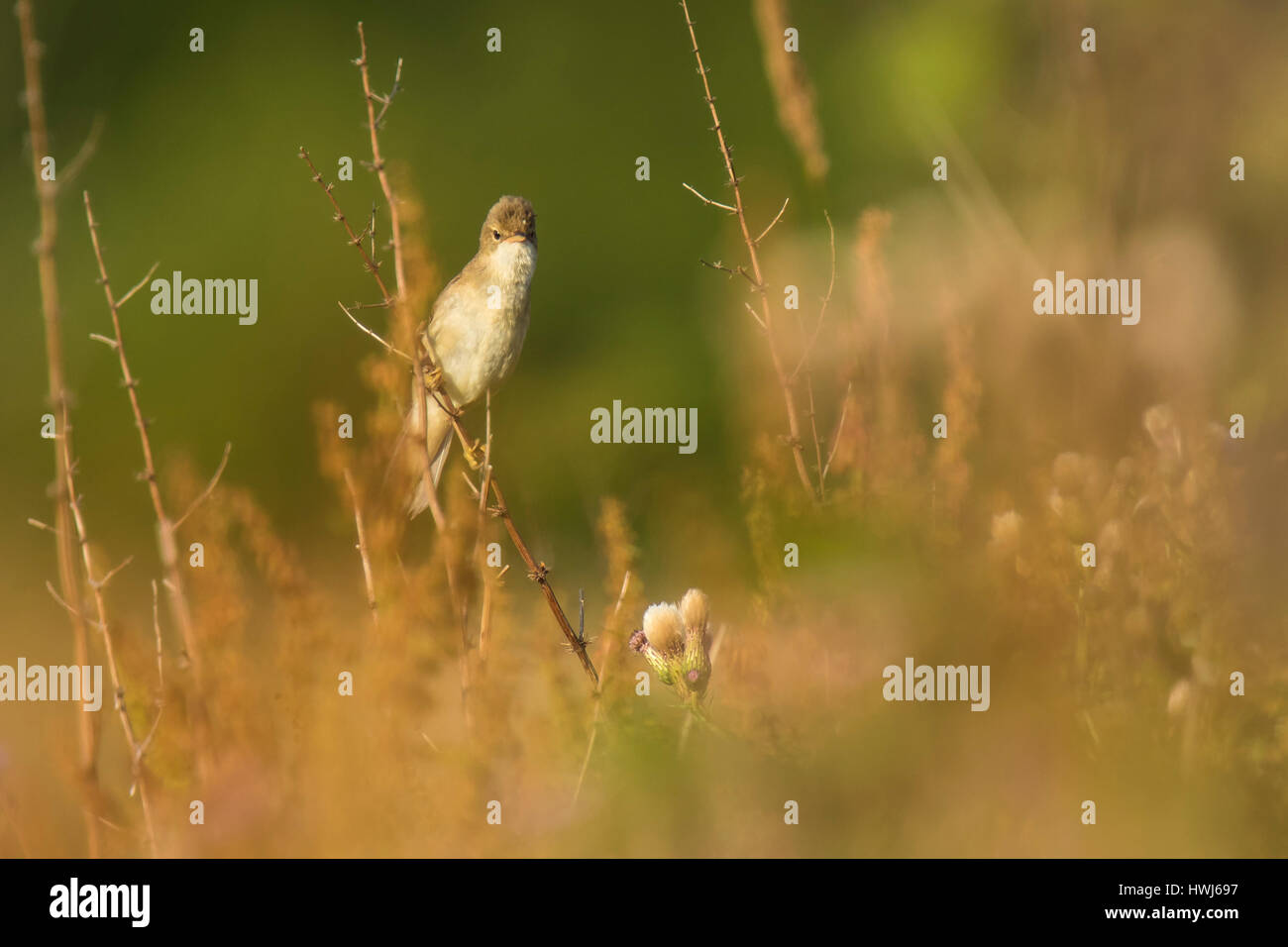 Marsh trillo (Acrocephalus palustris) il canto degli uccelli in un campo con fiori di colore giallo Foto Stock