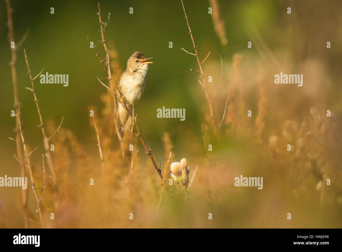 Marsh trillo (Acrocephalus palustris) il canto degli uccelli in un campo con fiori di colore giallo Foto Stock