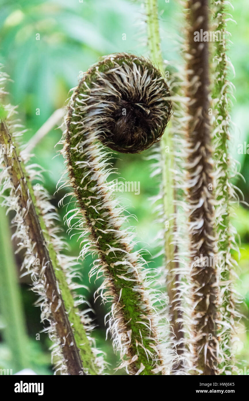 Primo piano di un germoglio di srotolamento Foto Stock