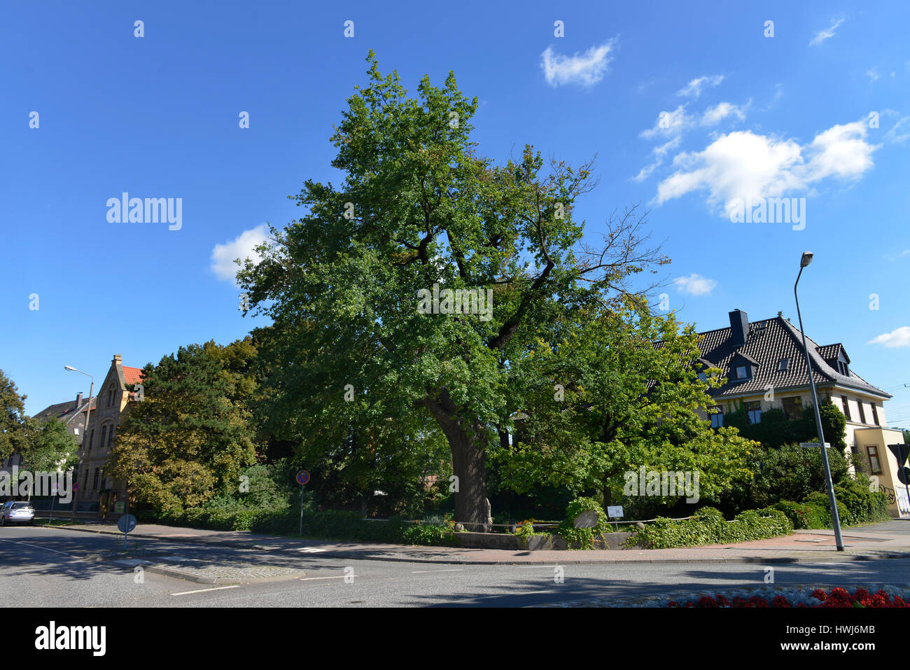 Luthereiche, Lutherstadt Wittenberg, Sachsen-Anhalt, Deutschland Foto Stock