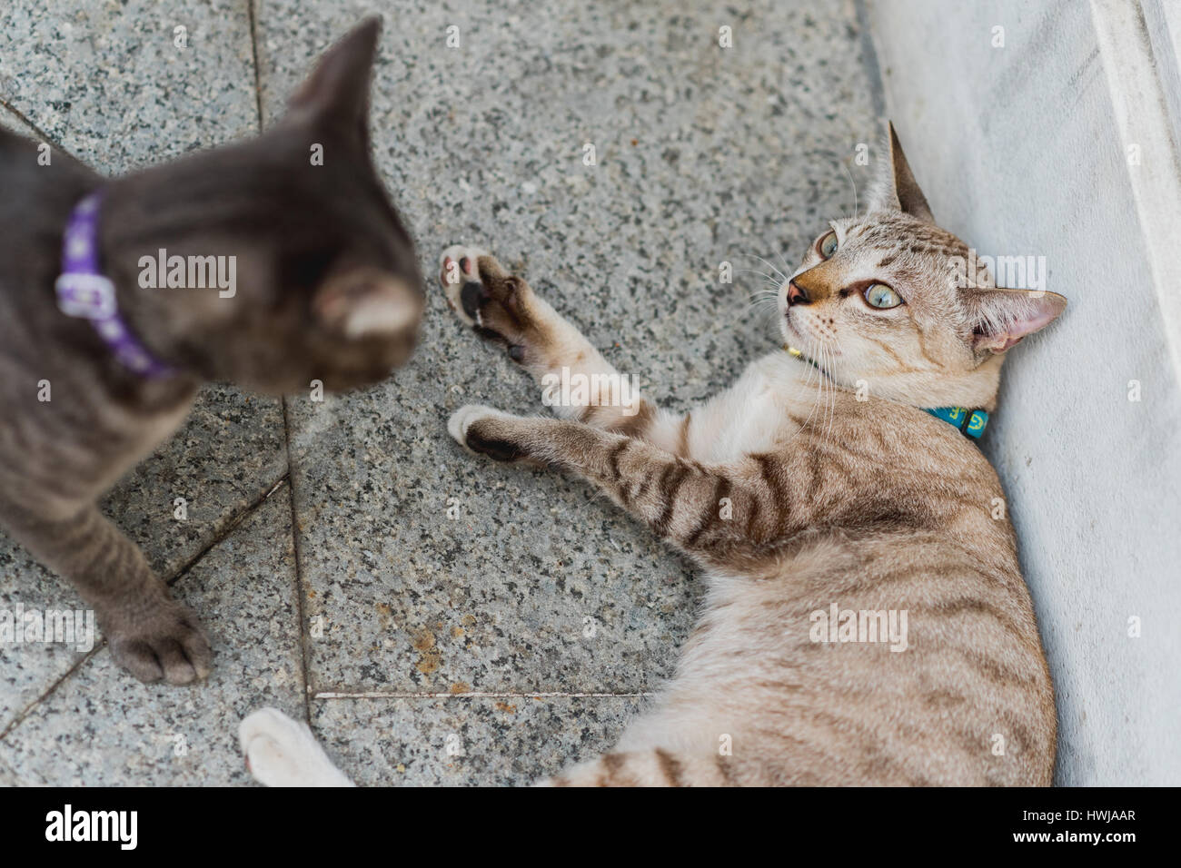 2 gatti aggressivi guardare a ogni altro. Uno è pronto per l'attacco, si erge sopra l'avversario, un tabby cat, che si blocca nella posa di protezione. Foto Stock