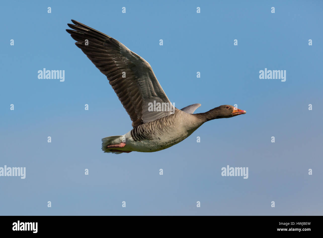 Ritratto Dettagliato di battenti grey goose (Anser anser) nel cielo blu Foto Stock