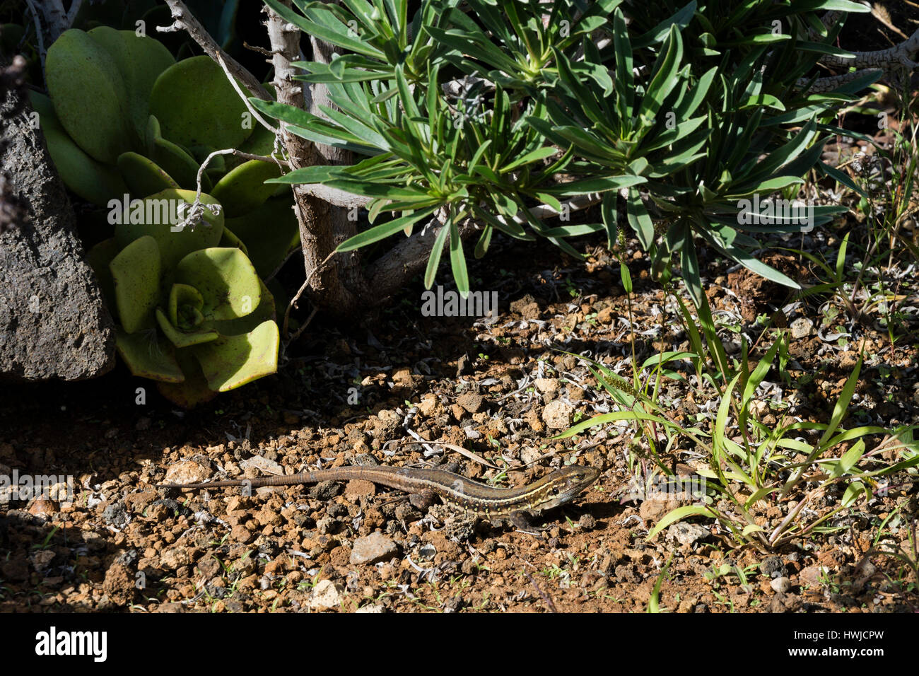 Femmina Western canarini lizard, El Paso, La Palma, Spagna , Gallotia galloti palmae, Foto Stock