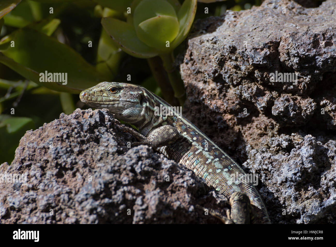 Femmina Western canarini lizard, El Paso, La Palma, Spagna , Gallotia galloti palmae, Foto Stock