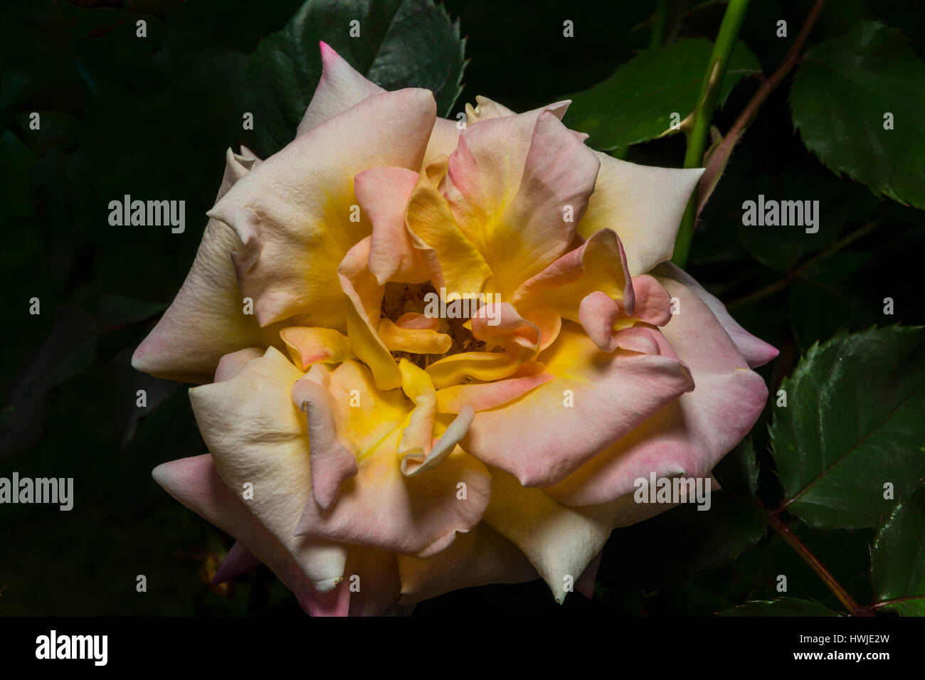 Una rosa bianco giallo bocciolo di rosa Foto Stock