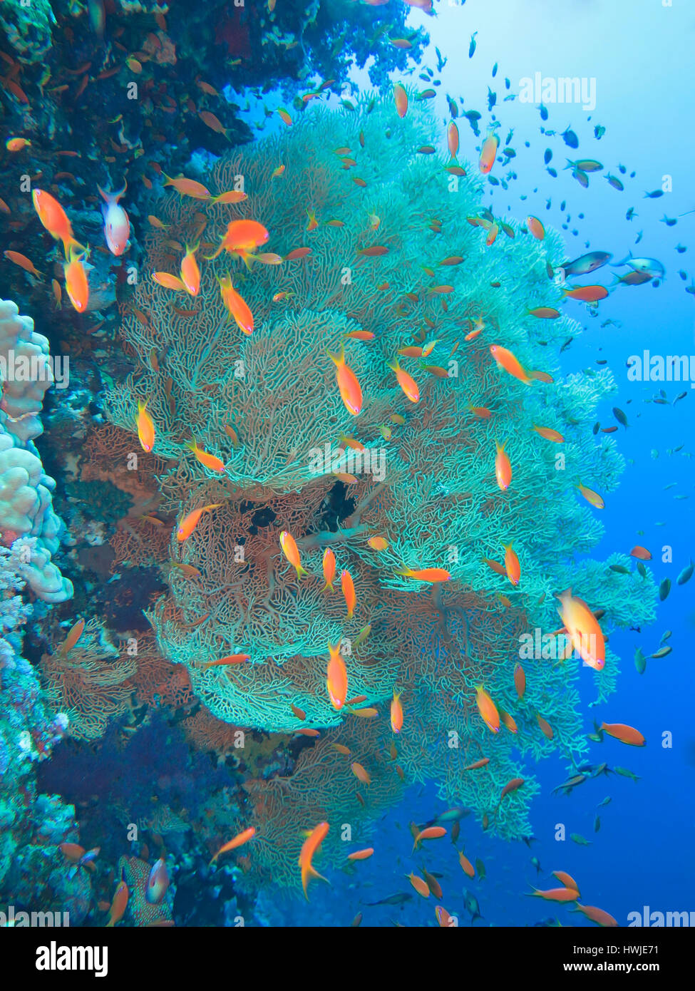 Juwelen-Fahnenbarsche , Pseudanthias squamipinnis, Gorgonienkoralle, Korallenriff, Elphinstone-Riff, Rotes Meer, Aegypten ha Foto Stock