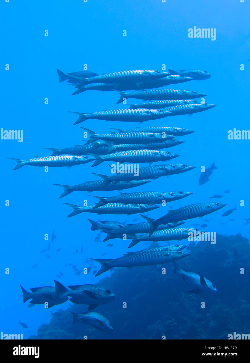 Schwarm, Grosser Barrakuda , Sphyraena barracuda, San Giovanni?s Riff, Rotes Meer, Aegypten ha Foto Stock