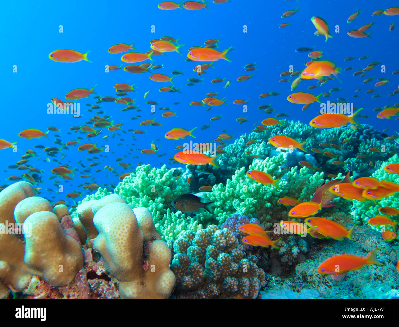 Juwelen-Fahnenbarsche , Pseudanthias squamipinnis, Korallenriff, St. Johns Riff, Rotes Meer, Aegypten ha Foto Stock