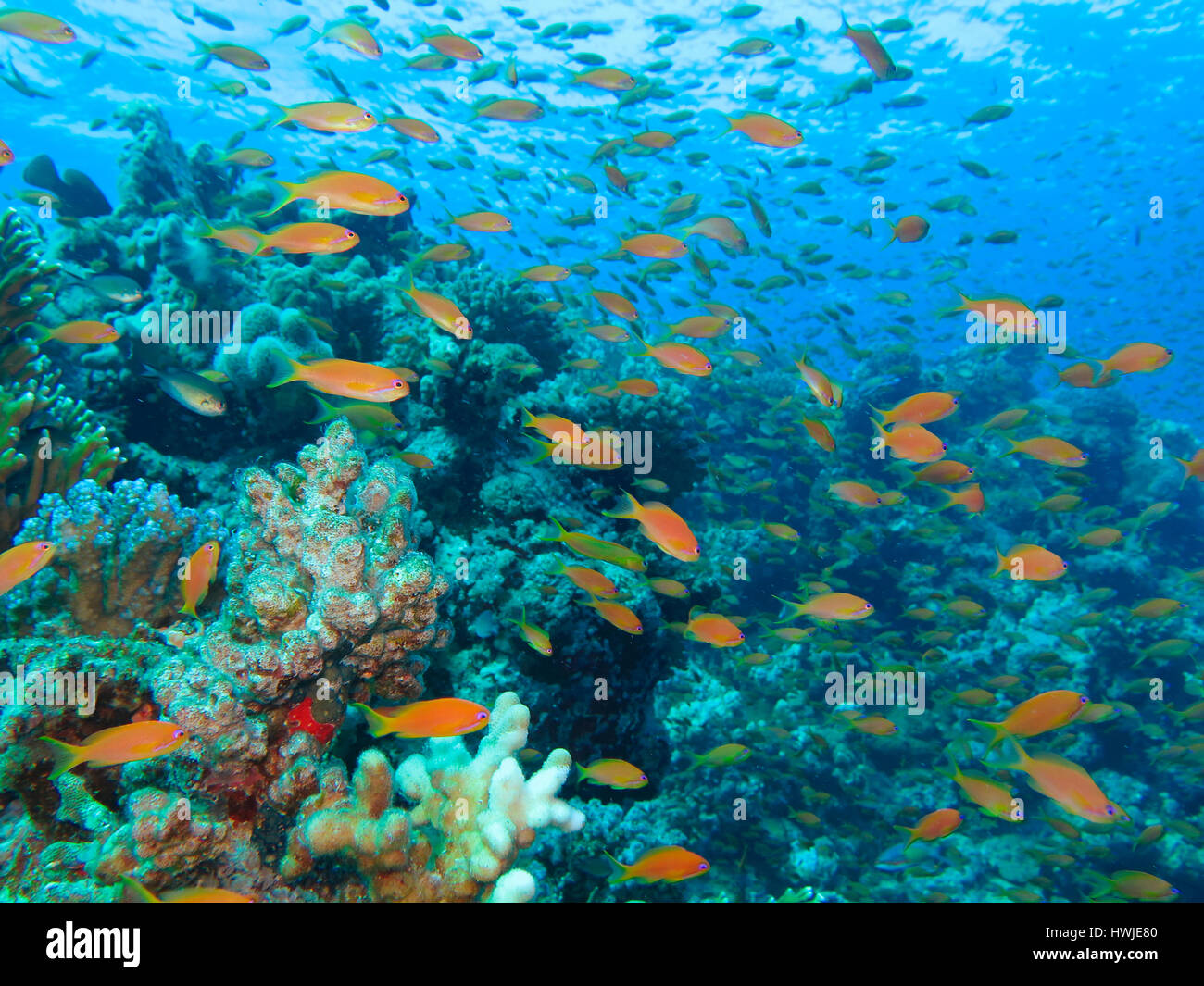 Juwelen-Fahnenbarsche , Pseudanthias squamipinnis, Korallenriff, St. Johns Riff, Rotes Meer, Aegypten ha Foto Stock
