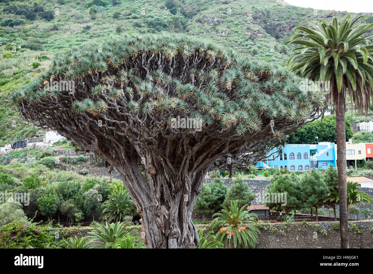 Delle chiome di albero Drago. Dracaena draco tree è un simbolo naturale dell'isola di Tenerife. Icona De Los Vinos town, Canarie, Spagna Foto Stock