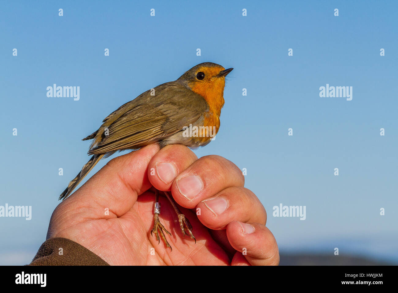 Robin, Erithacus rubecula, uccello in una mano womans per bande di uccelli Foto Stock