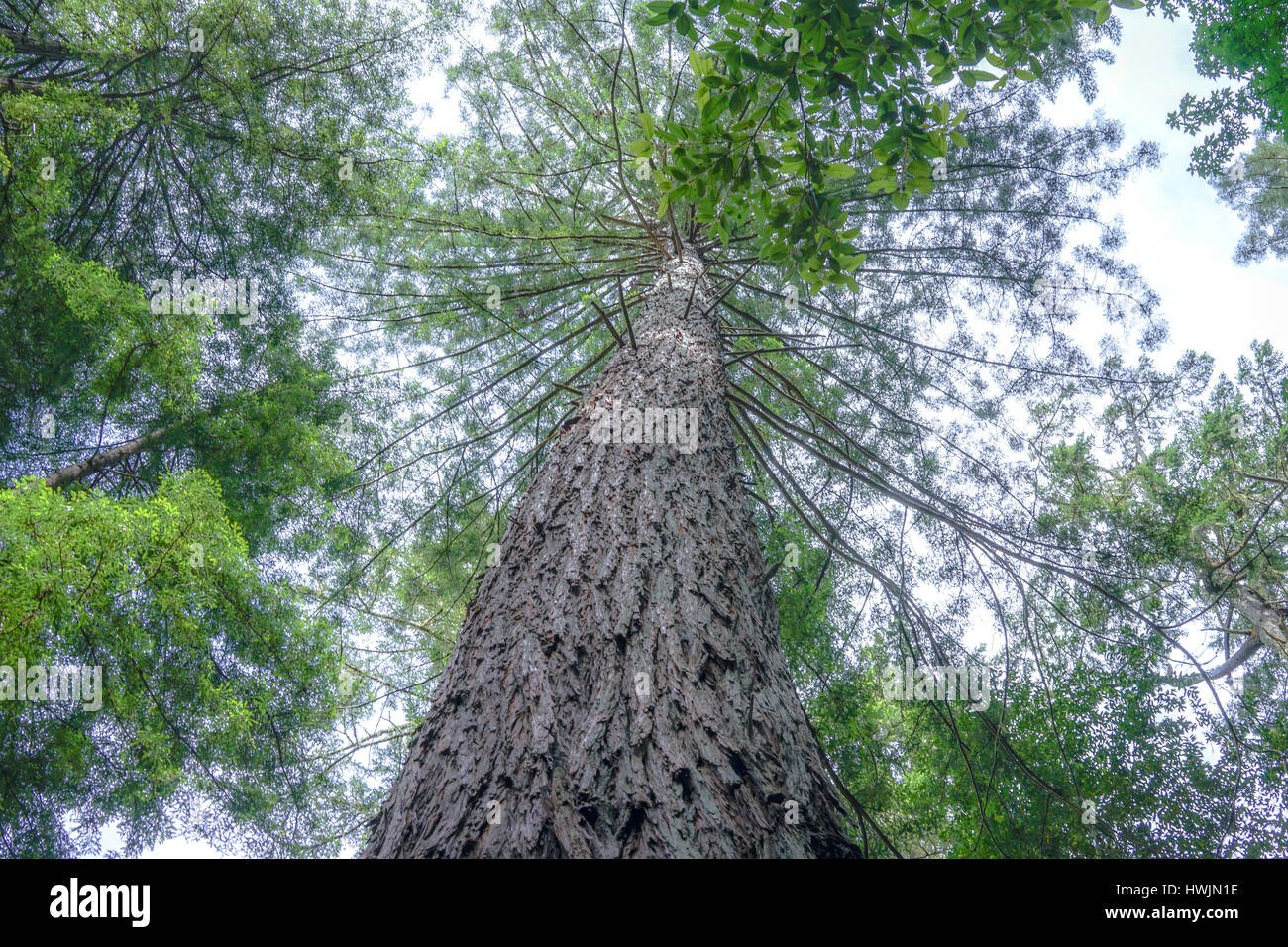 Alberi di sequoia in California del nord Foto Stock