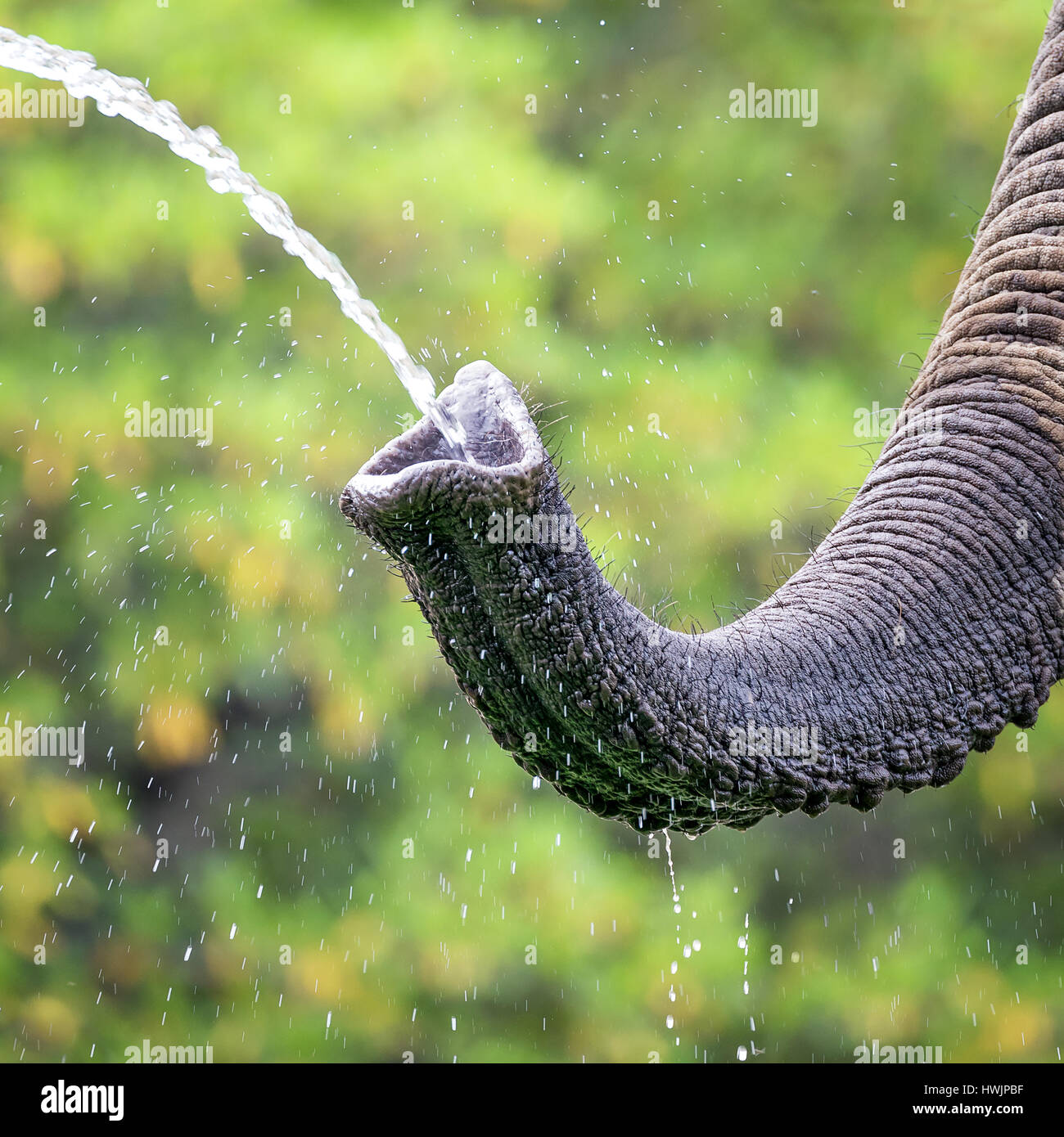Dettaglio di un elefante africano prendendo un drink dell'acqua. Lussureggiante fogliame verde sfondo bokeh di fondo. Foto Stock