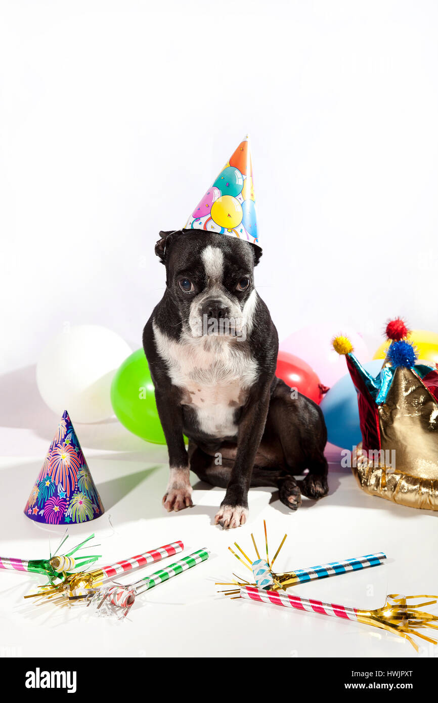 Triste Boston Terrier per la sua festa di compleanno. Palloncini colorati, cappelli, flauti isolato su bianco. Busbana francese cane nella parte anteriore della fotocamera. Ragazza di compleanno. Foto Stock